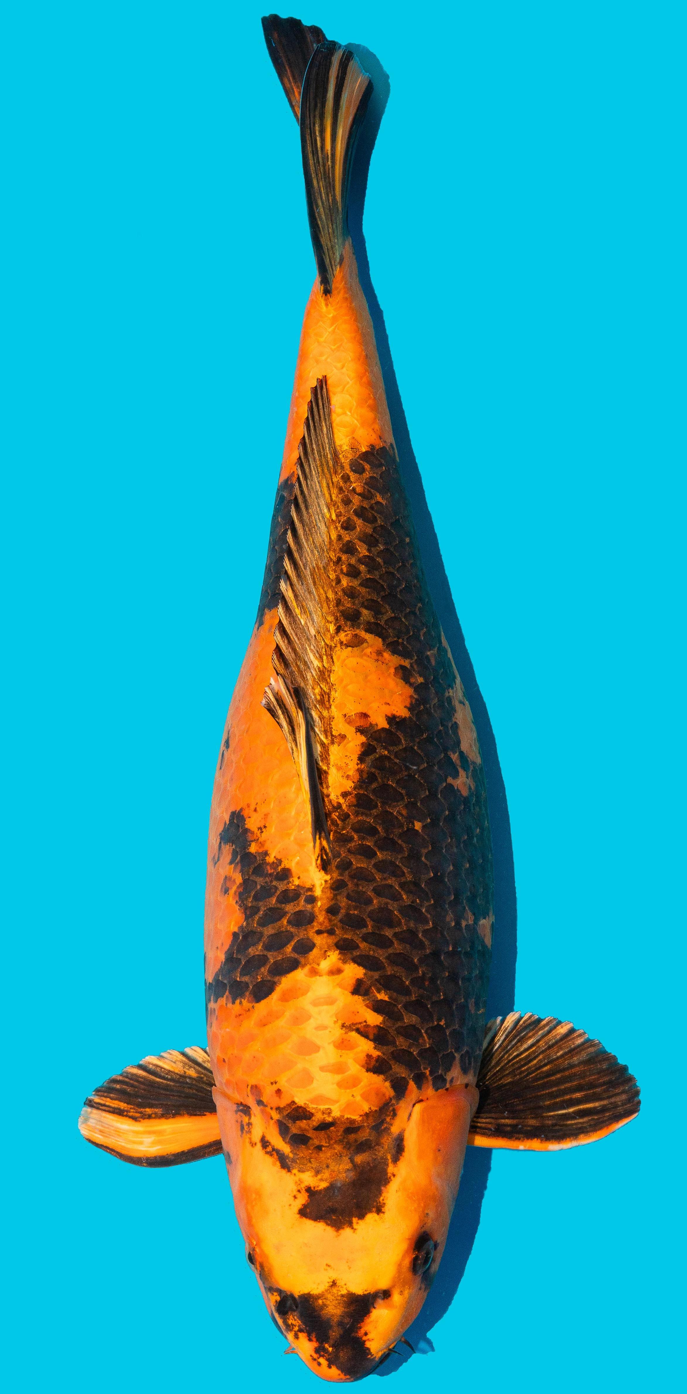 Kin Utsuri ca. 58cm Nr. 4842