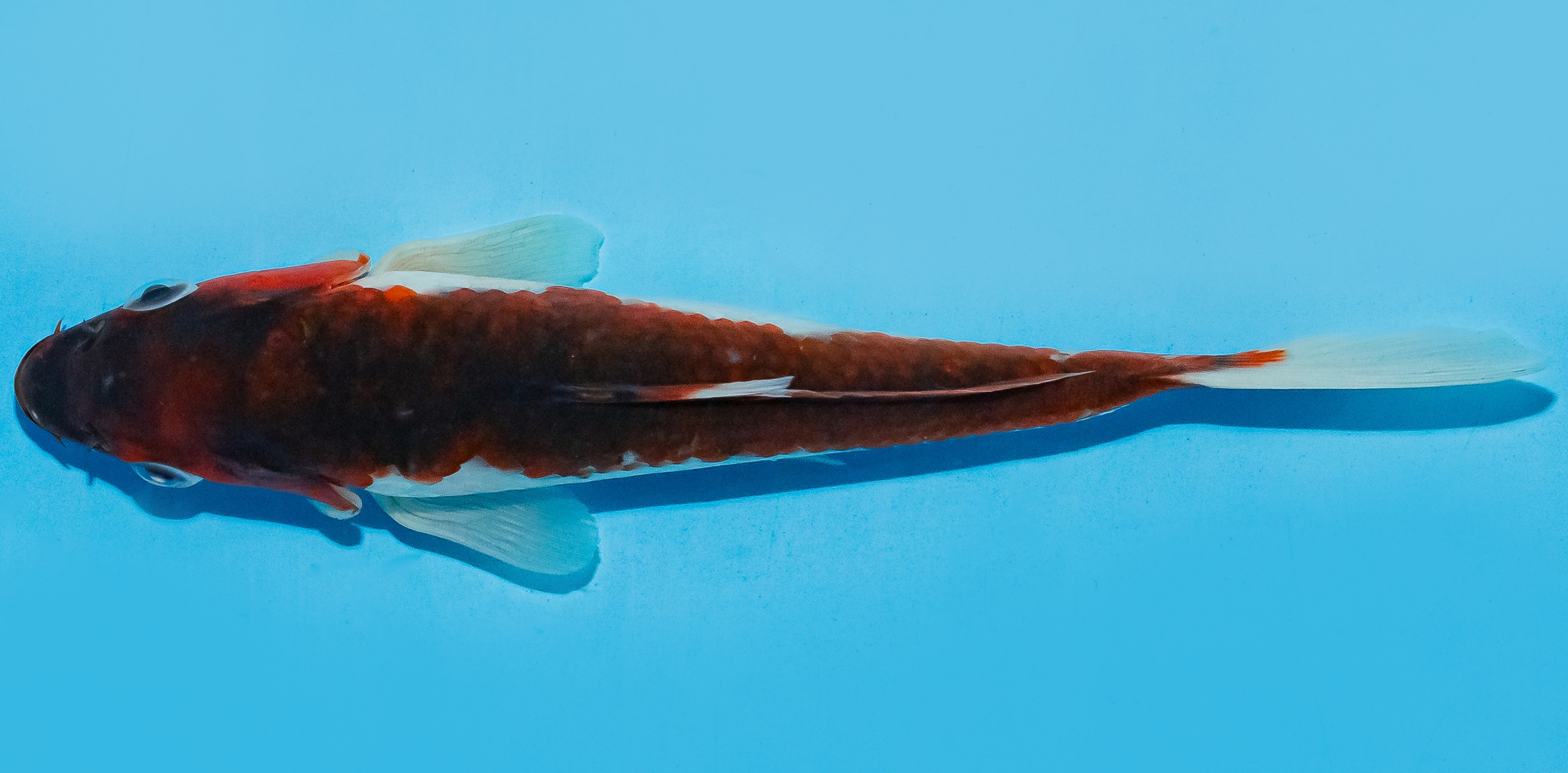 Koi 20-25cm Nr. 8434
