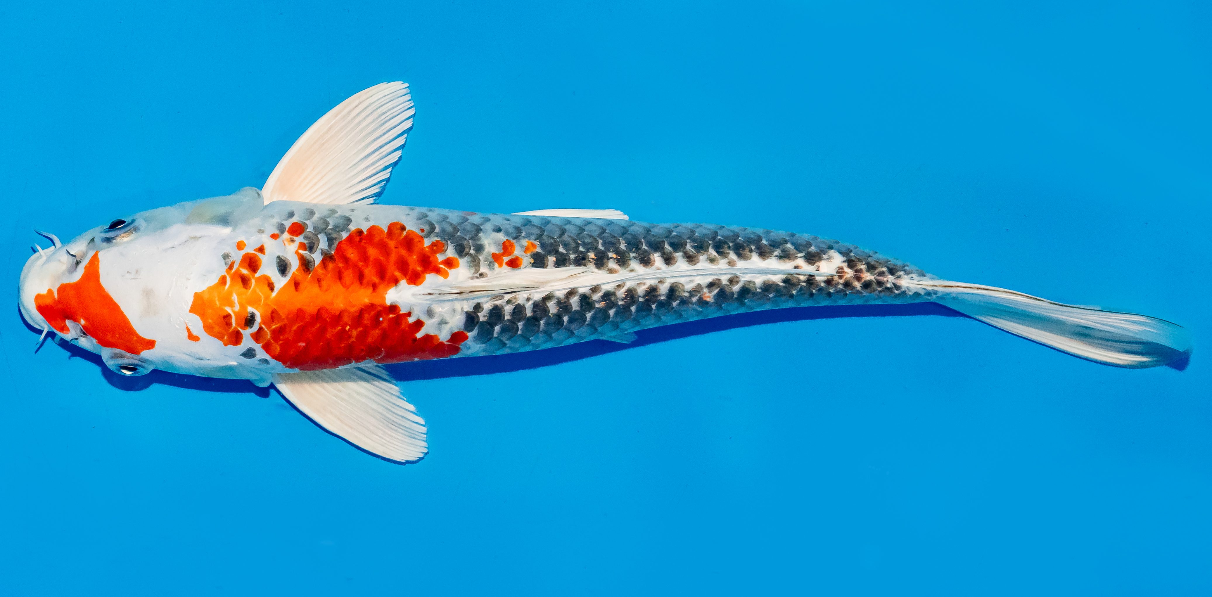 Koi 35-40cm Nr. 5087