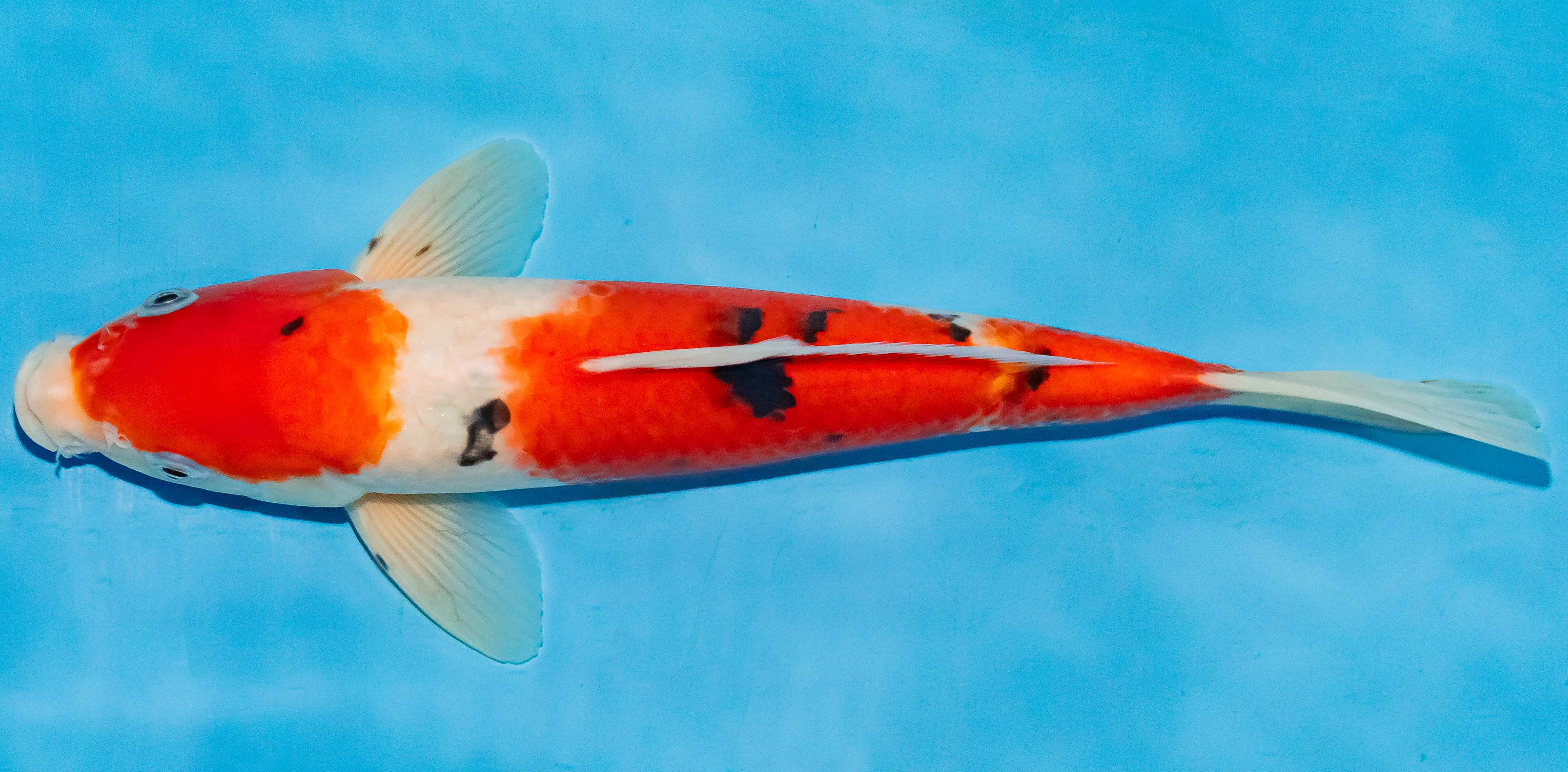 Koi 25-30cm Nr. 4244