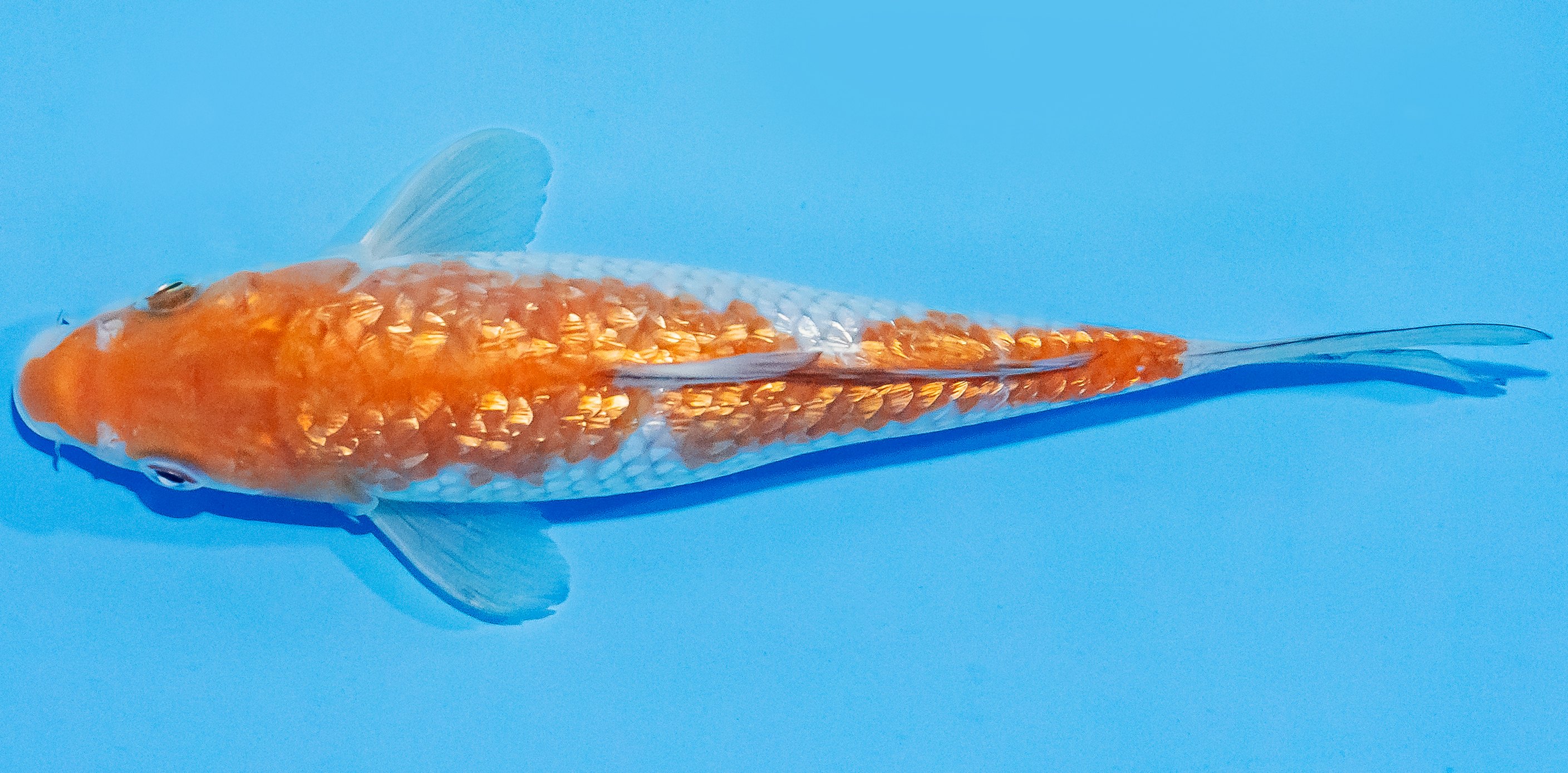 Koi 20-25cm Nr. 1856