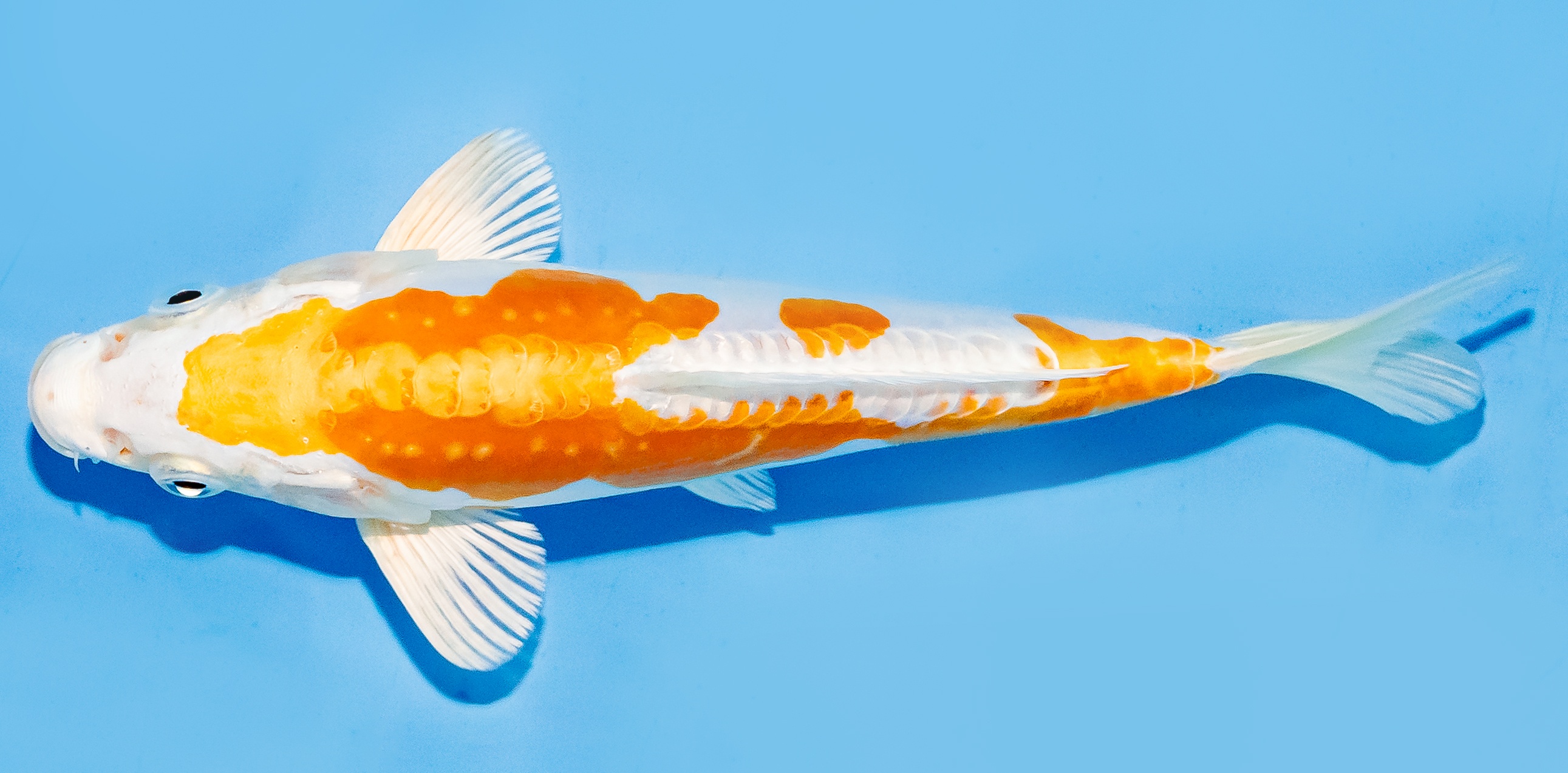 Koi 17-20cm Nr. 7274