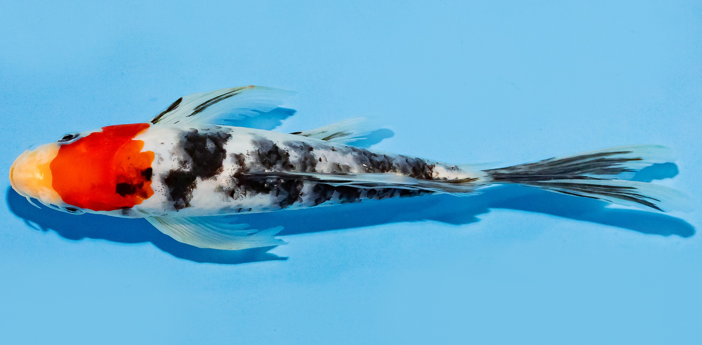 Butterfly Koi 20-25cm Nr. 7308