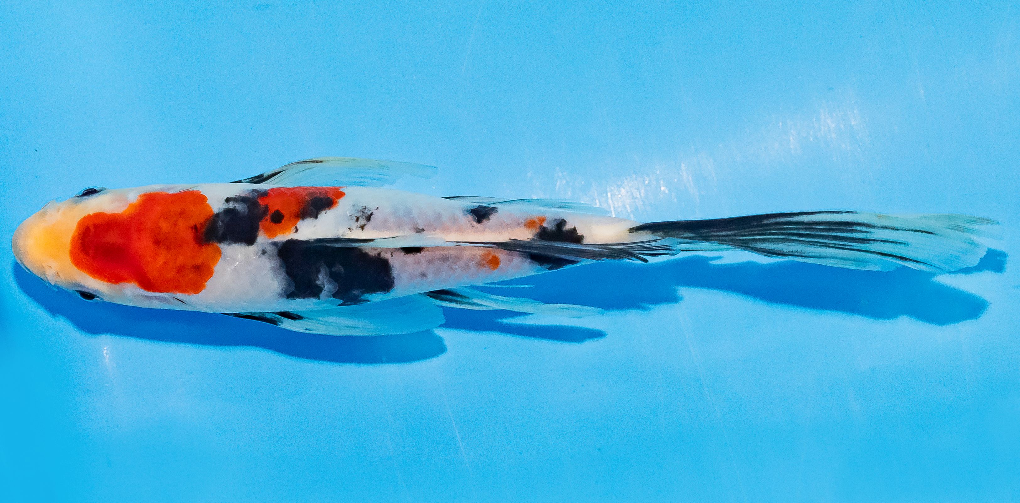 Butterfly Koi 20-25cm Nr. 3319