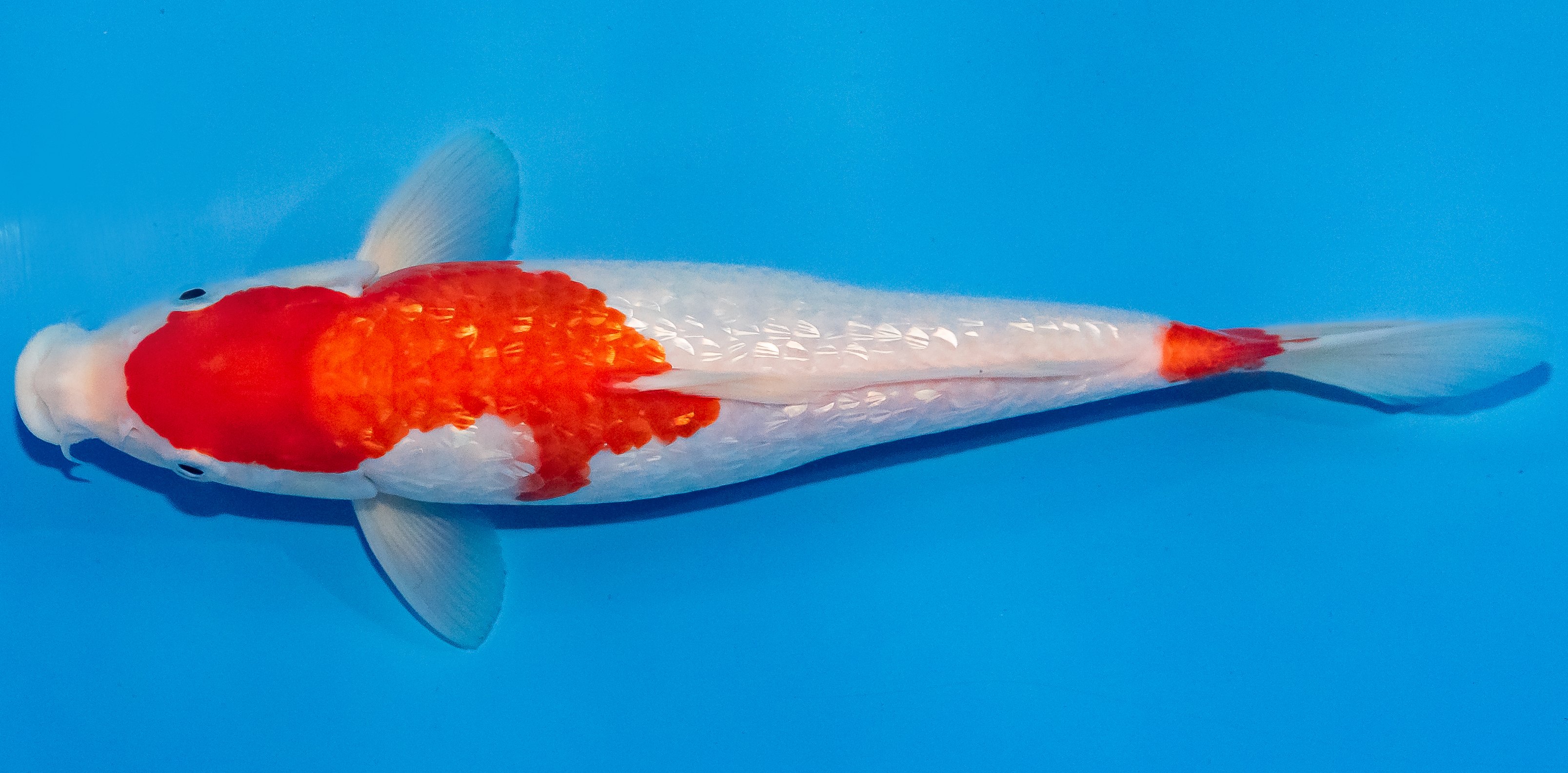 Koi 25-30cm Nr. 1509