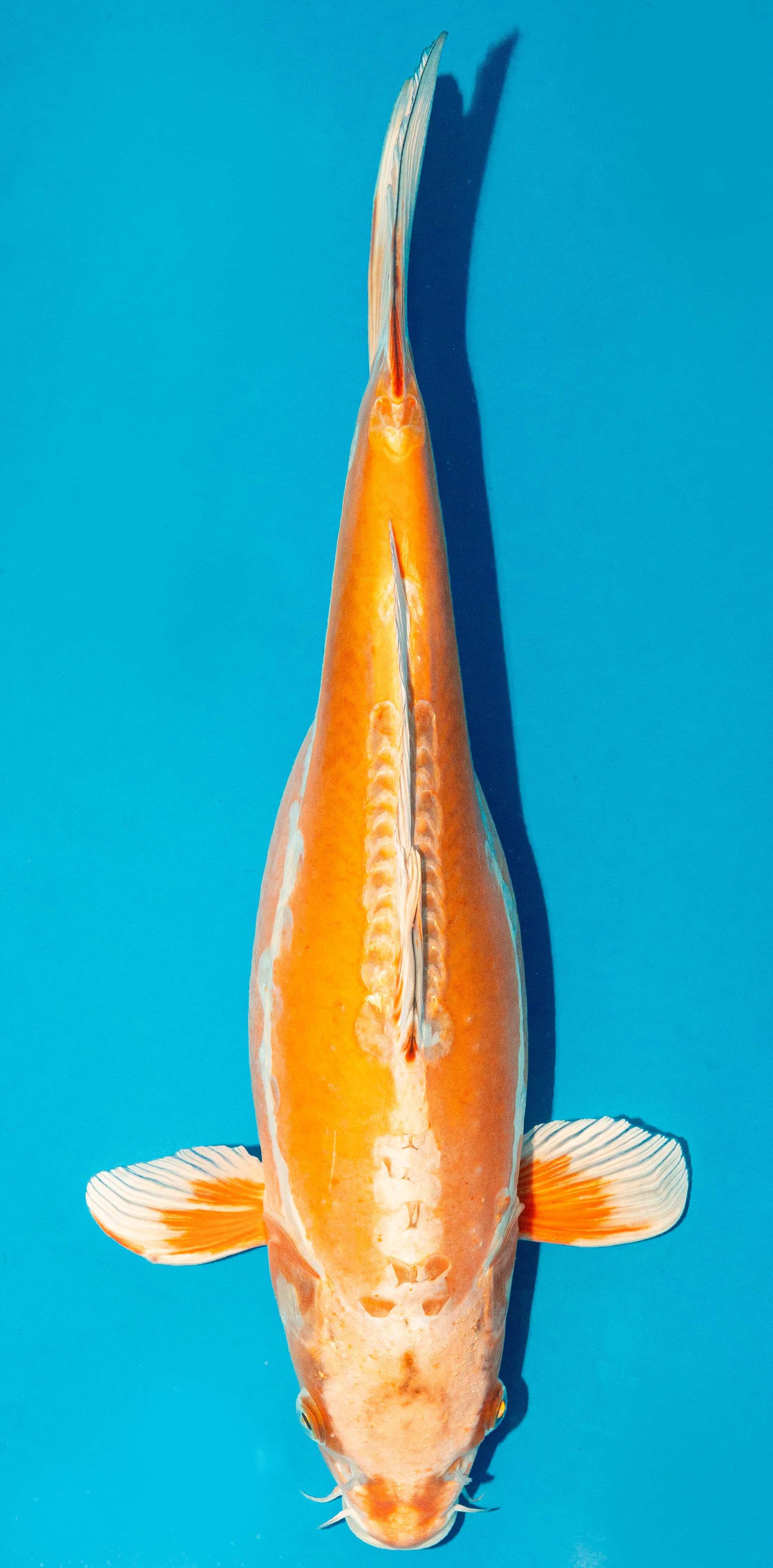 Koi 40-45cm Nr. 4985