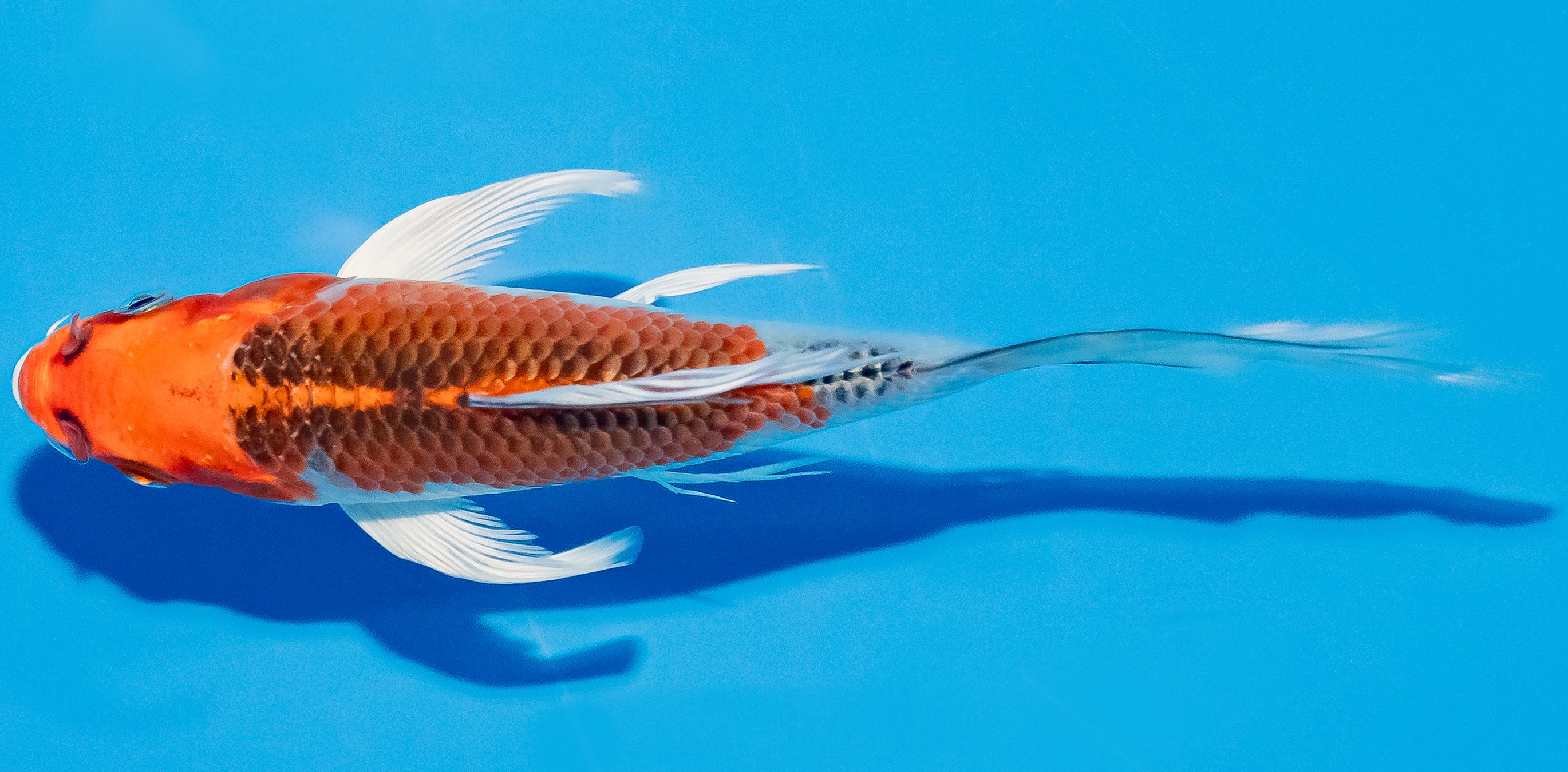 Butterfly Koi 14-17cm Nr. 2578