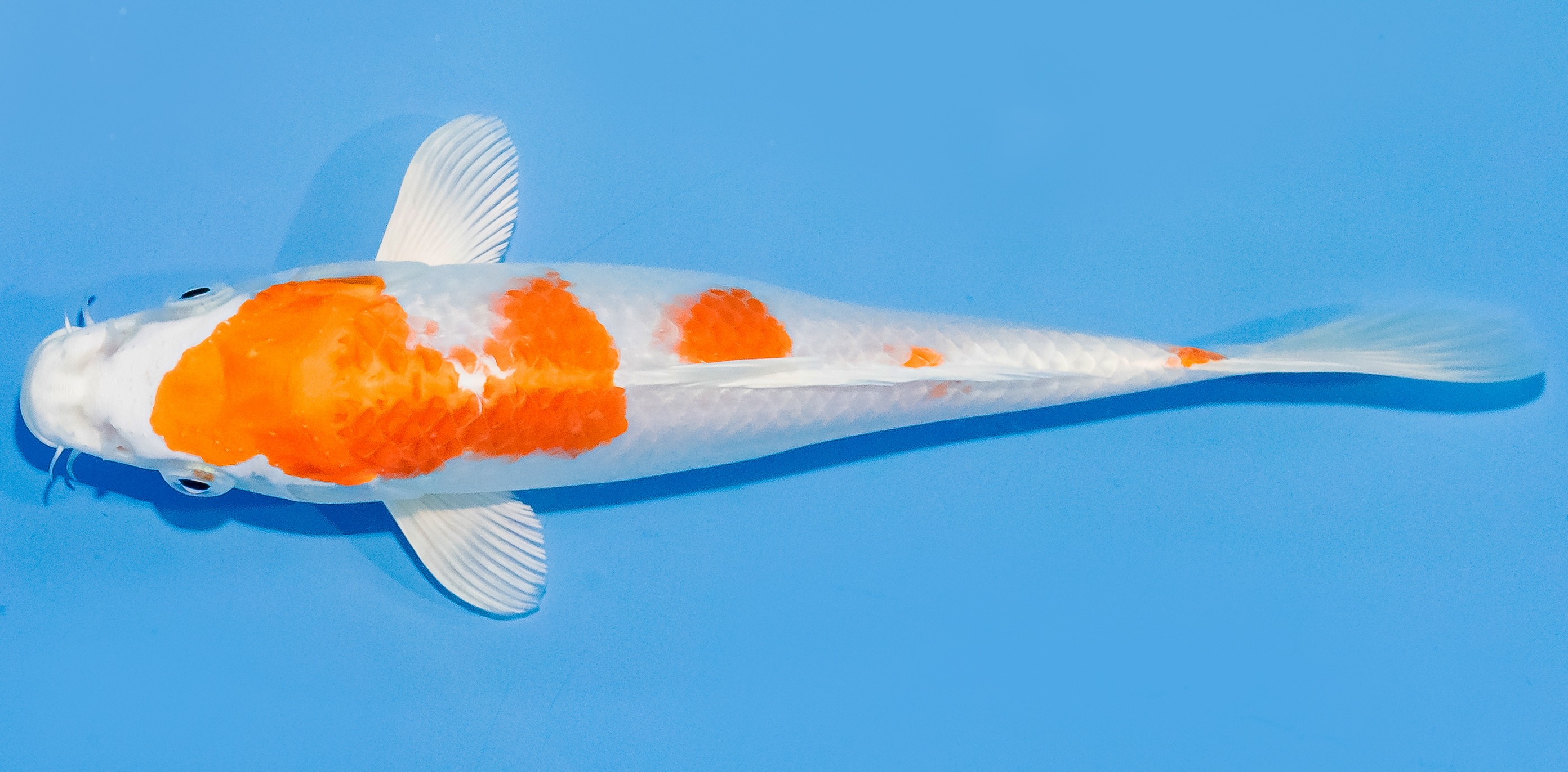 Koi 20-25cm Nr. 1854