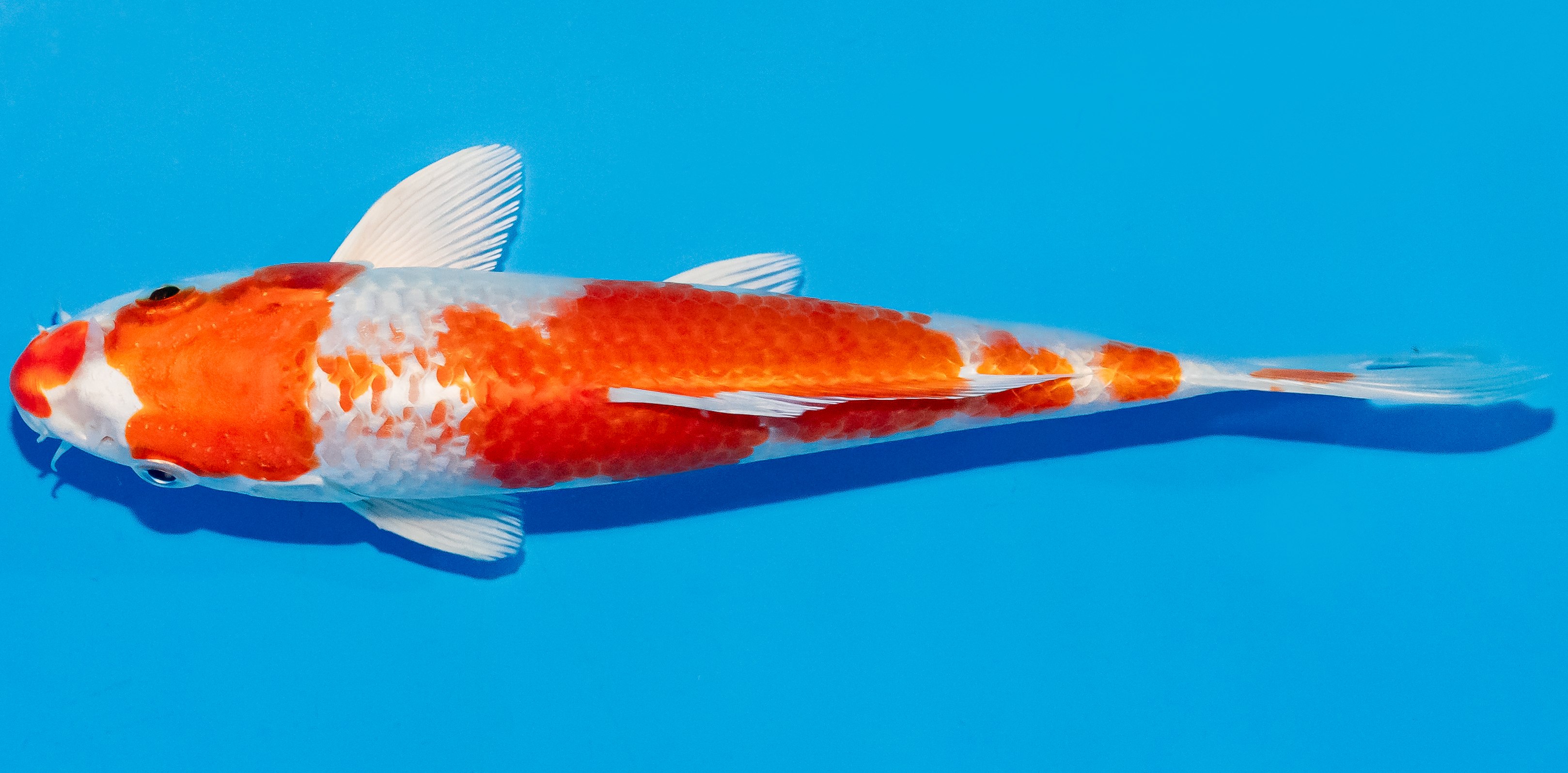 Koi 17-20cm Nr. 2070