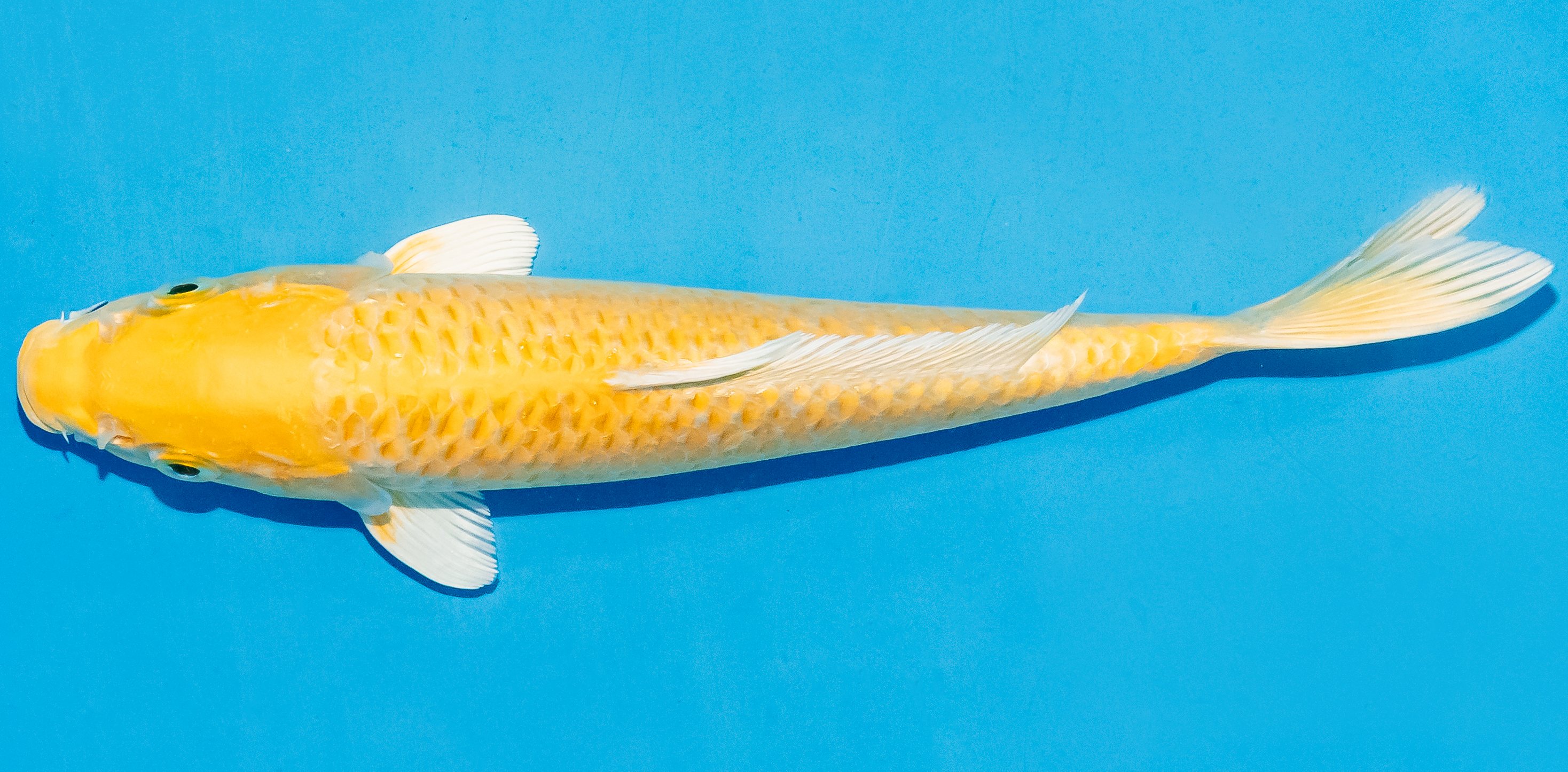 Koi 20-25cm Nr. 6012