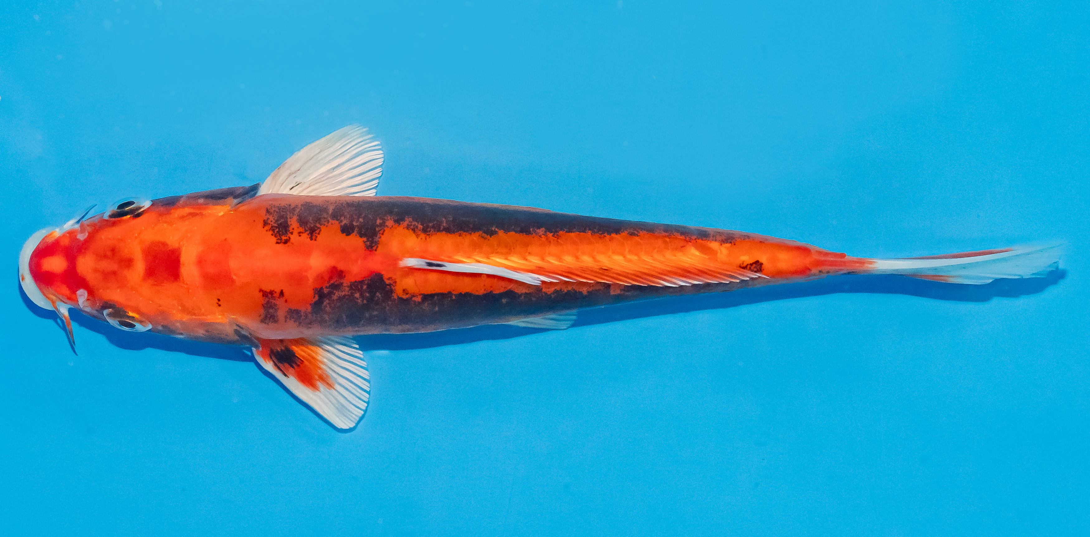 Koi 20-25cm Nr. 3549