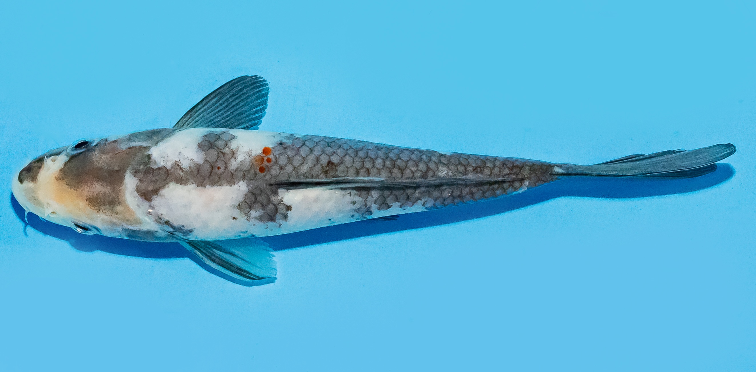 Koi 17-20cm Nr. 8778