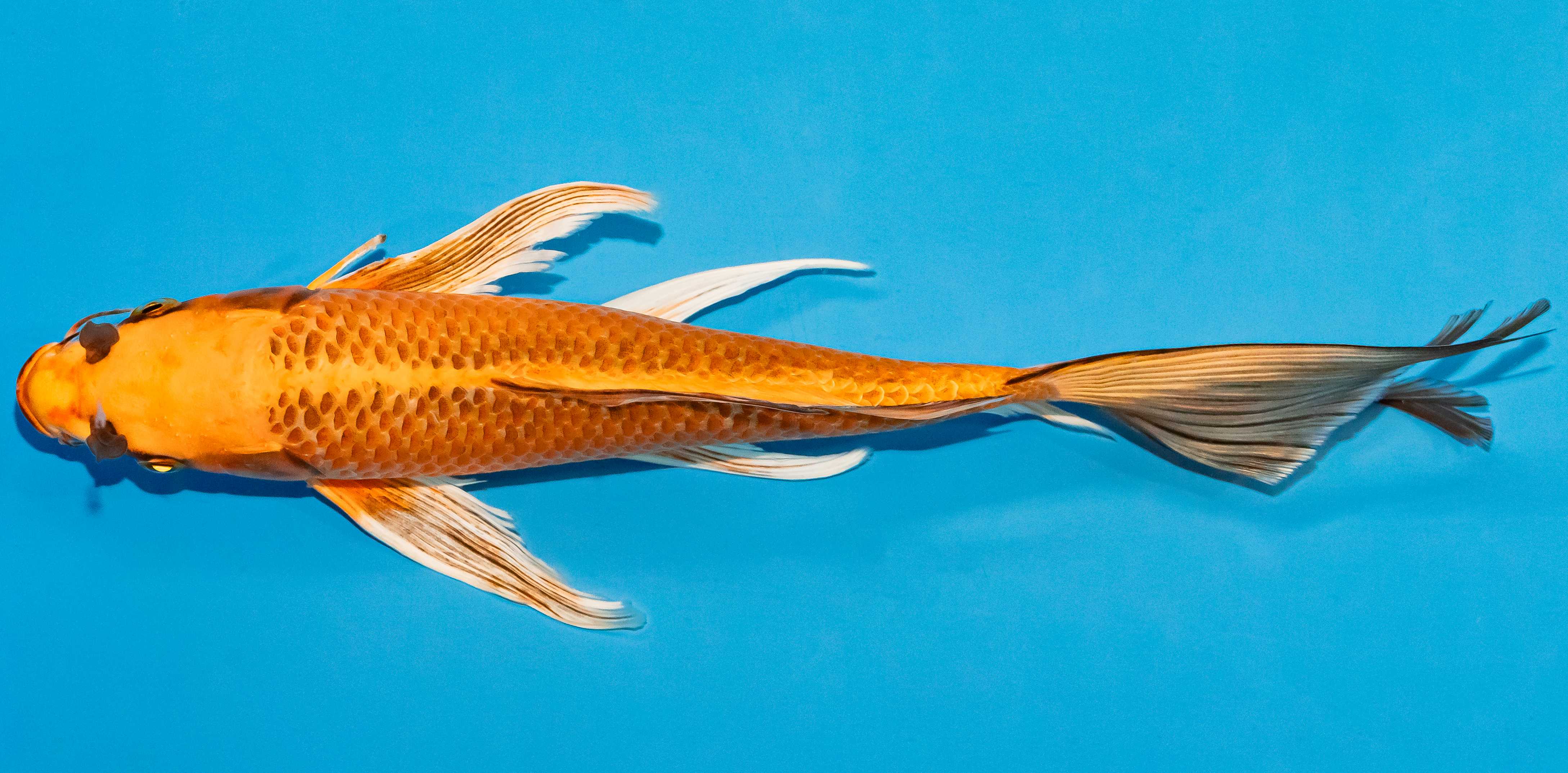 Butterfly Koi 25-30cm Nr. 2353