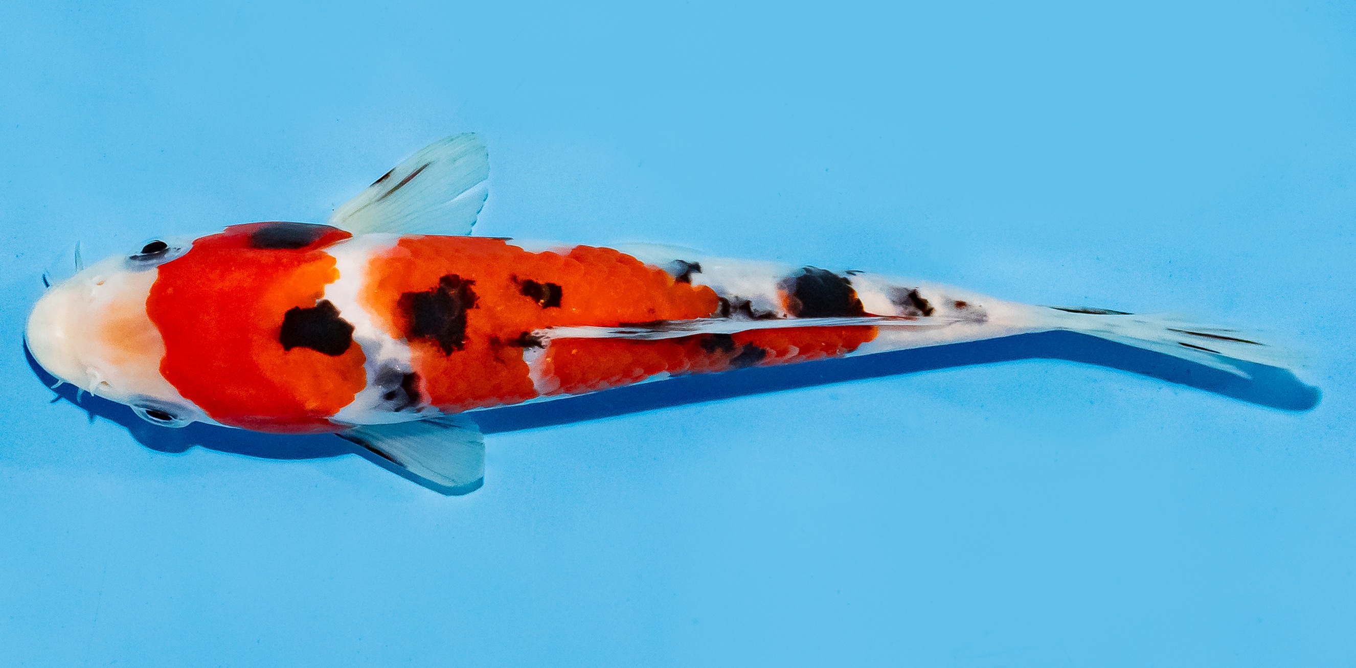 Koi 17-20cm Nr. 8760