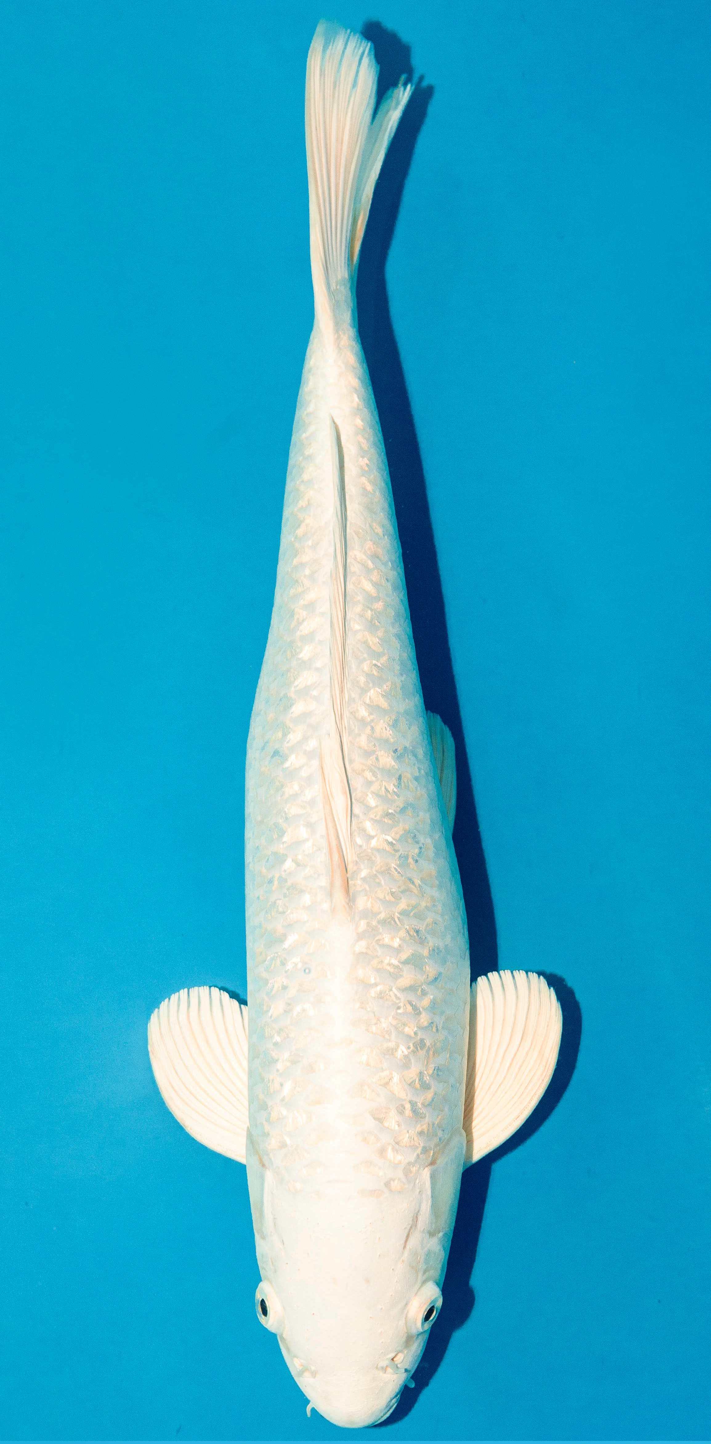 Koi 40-45cm Nr. 3449