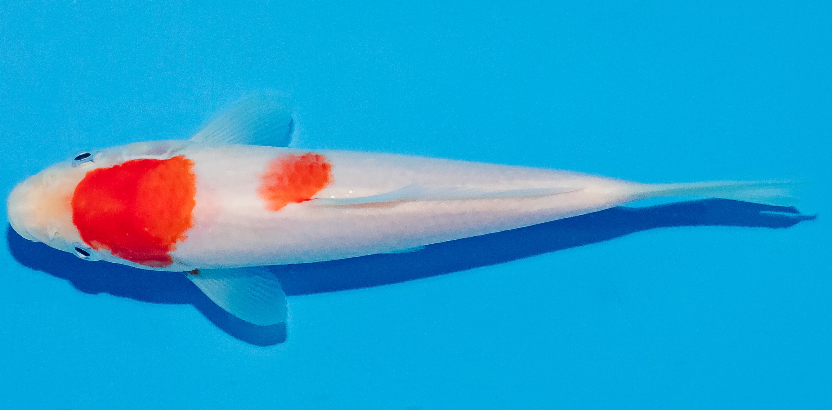 Koi 17-20cm Nr. 4516