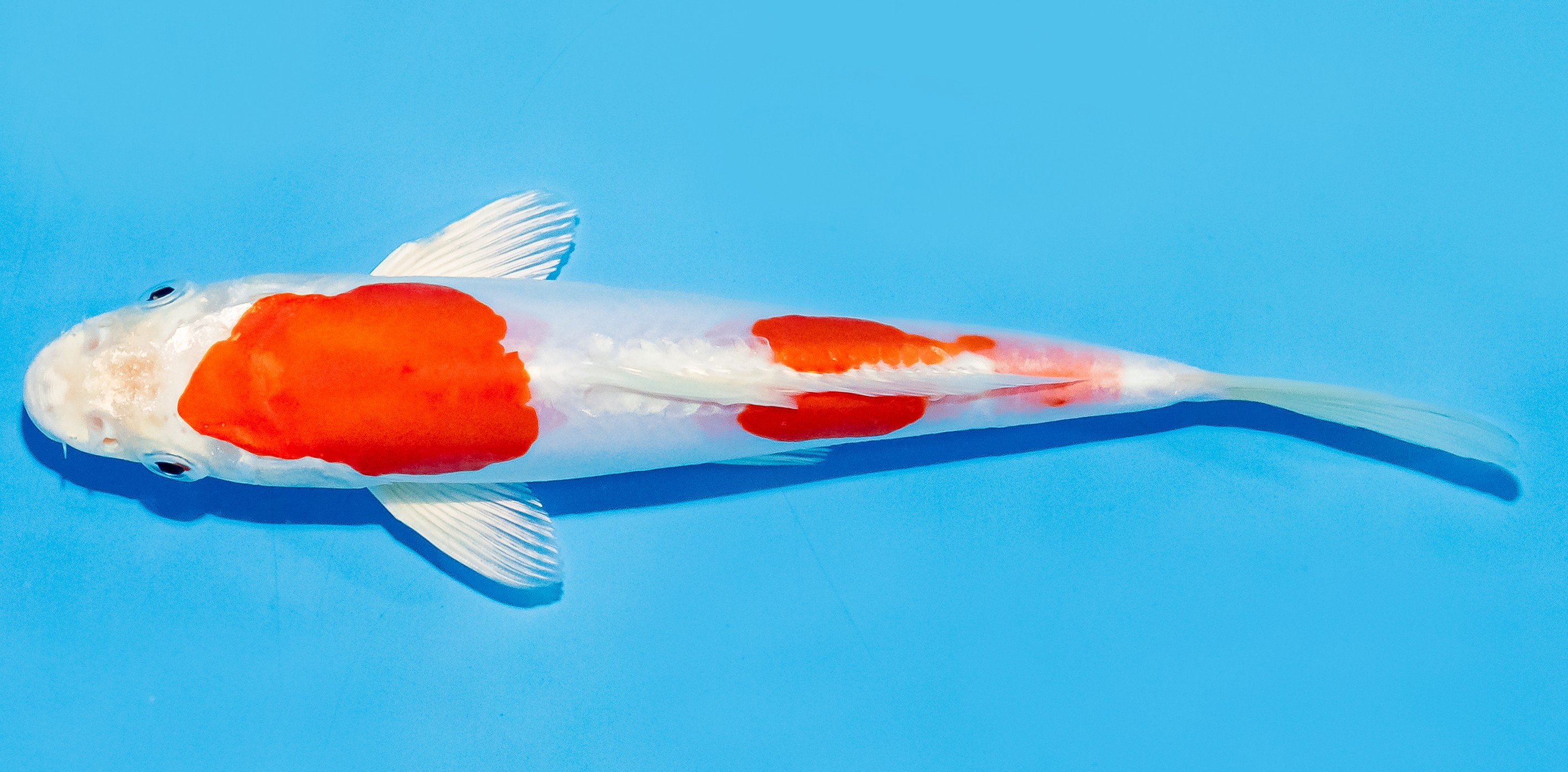 Koi 17-20cm Nr. 7244