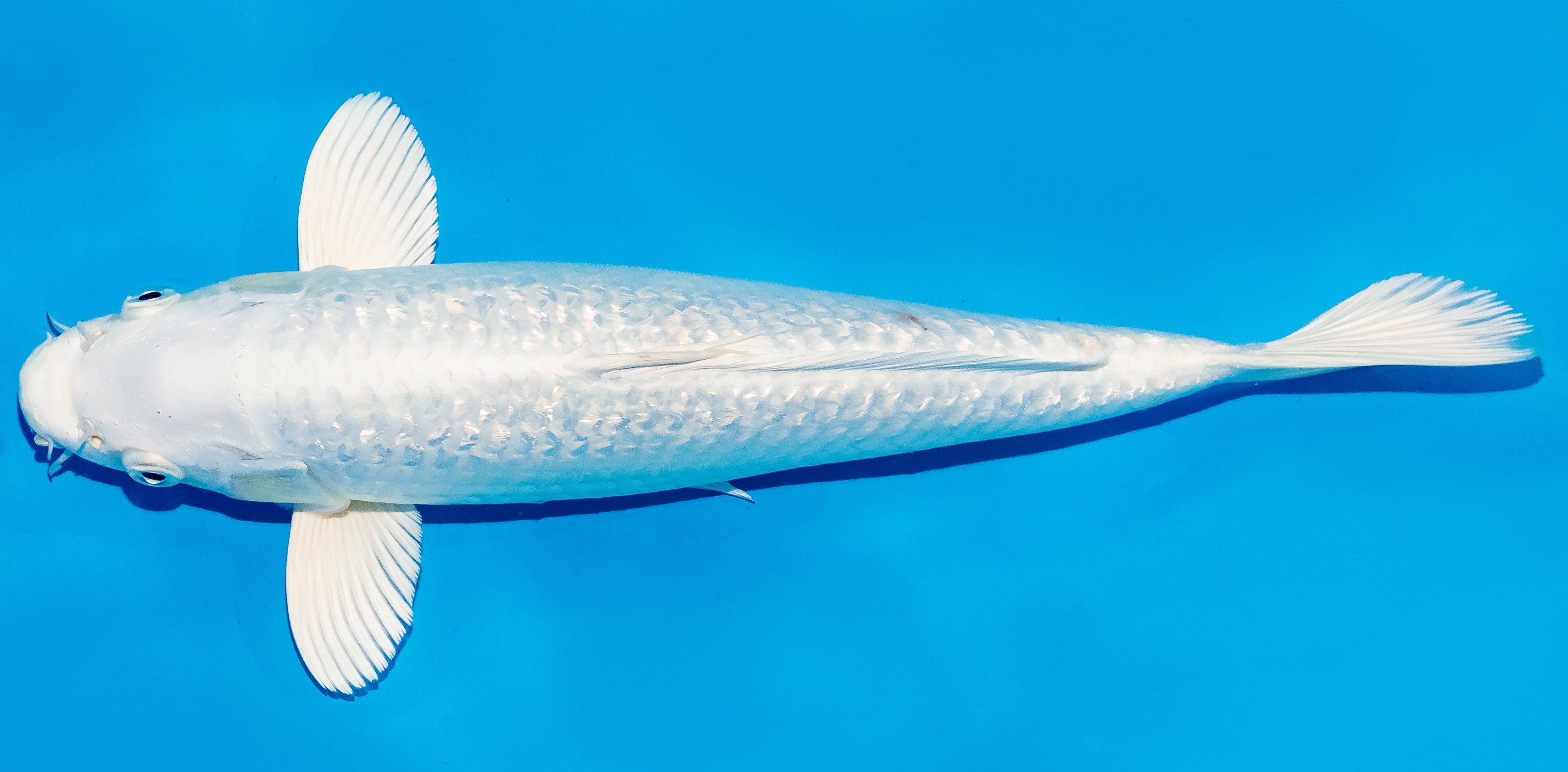 Koi 30-35cm Nr. 5109