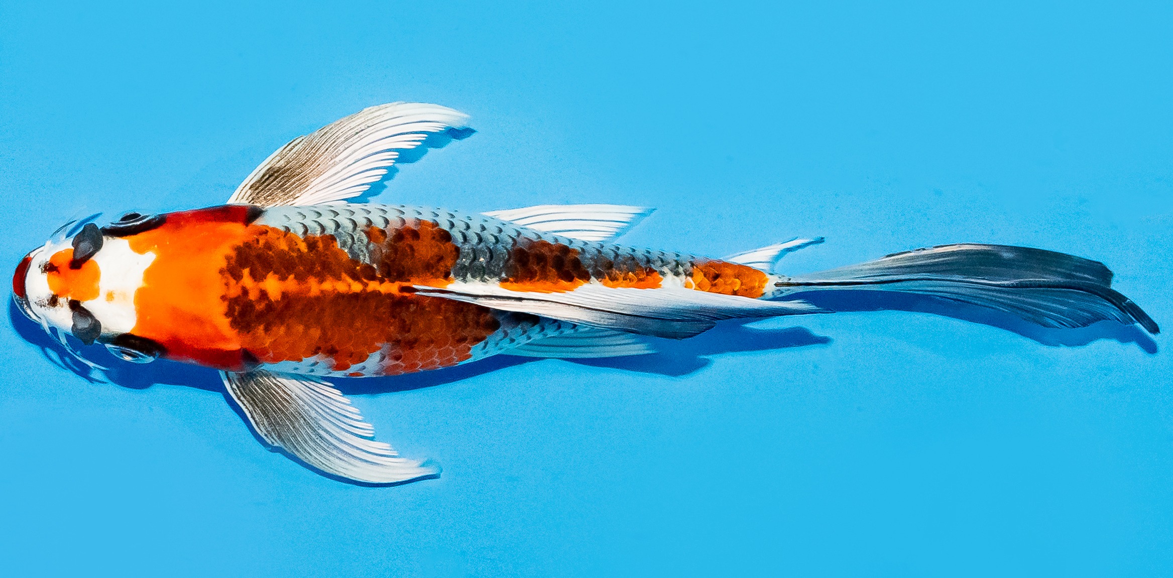 Butterfly Koi 20-25cm Nr. 8509