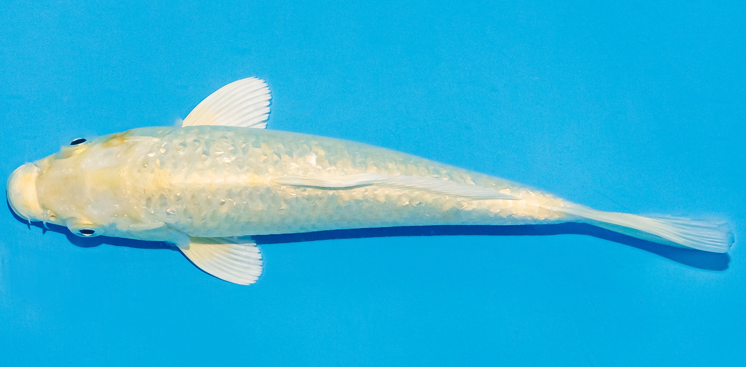 Koi 17-20cm Nr. 4518