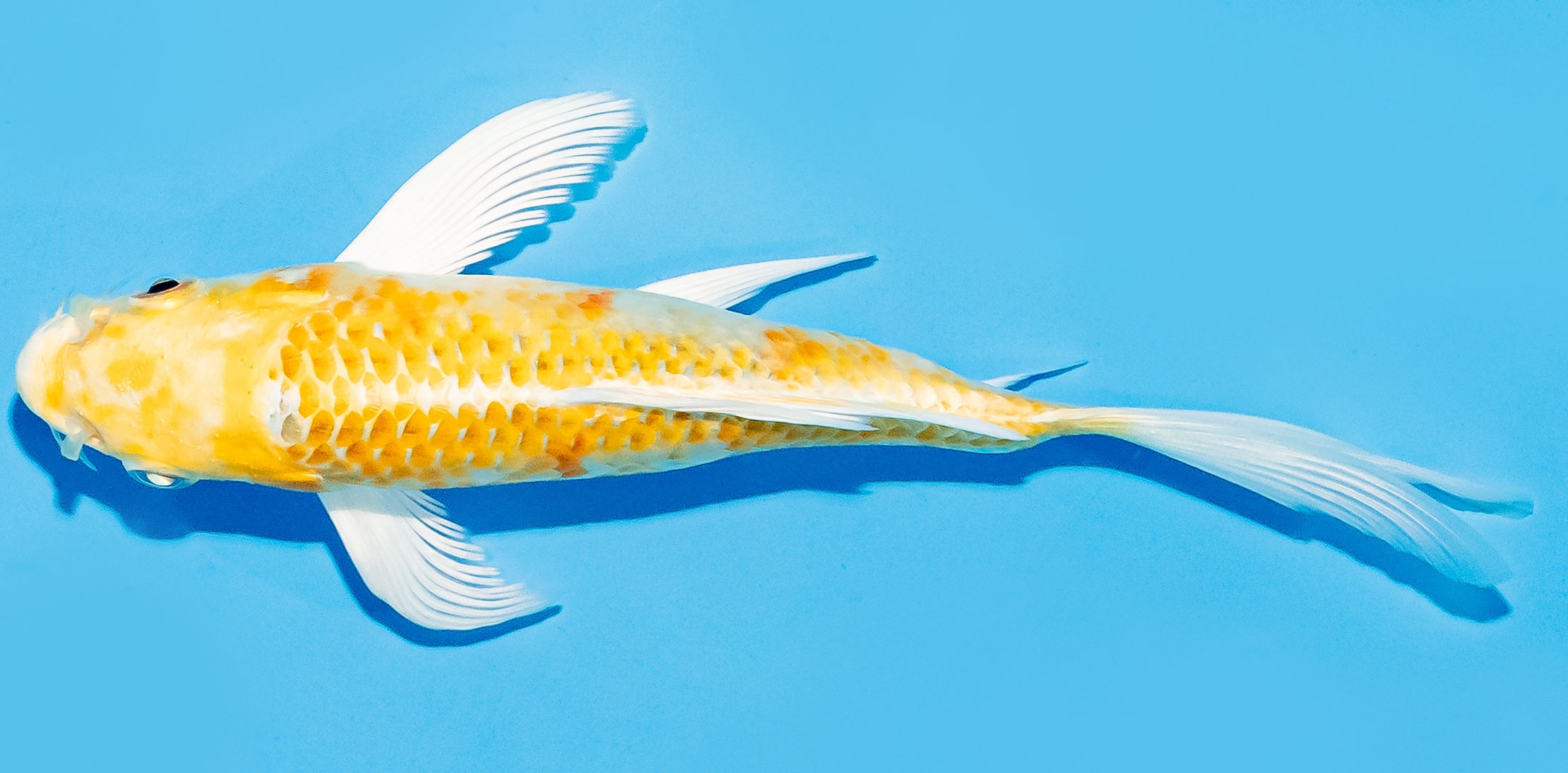 Butterfly Koi 14-17cm Nr. 8247