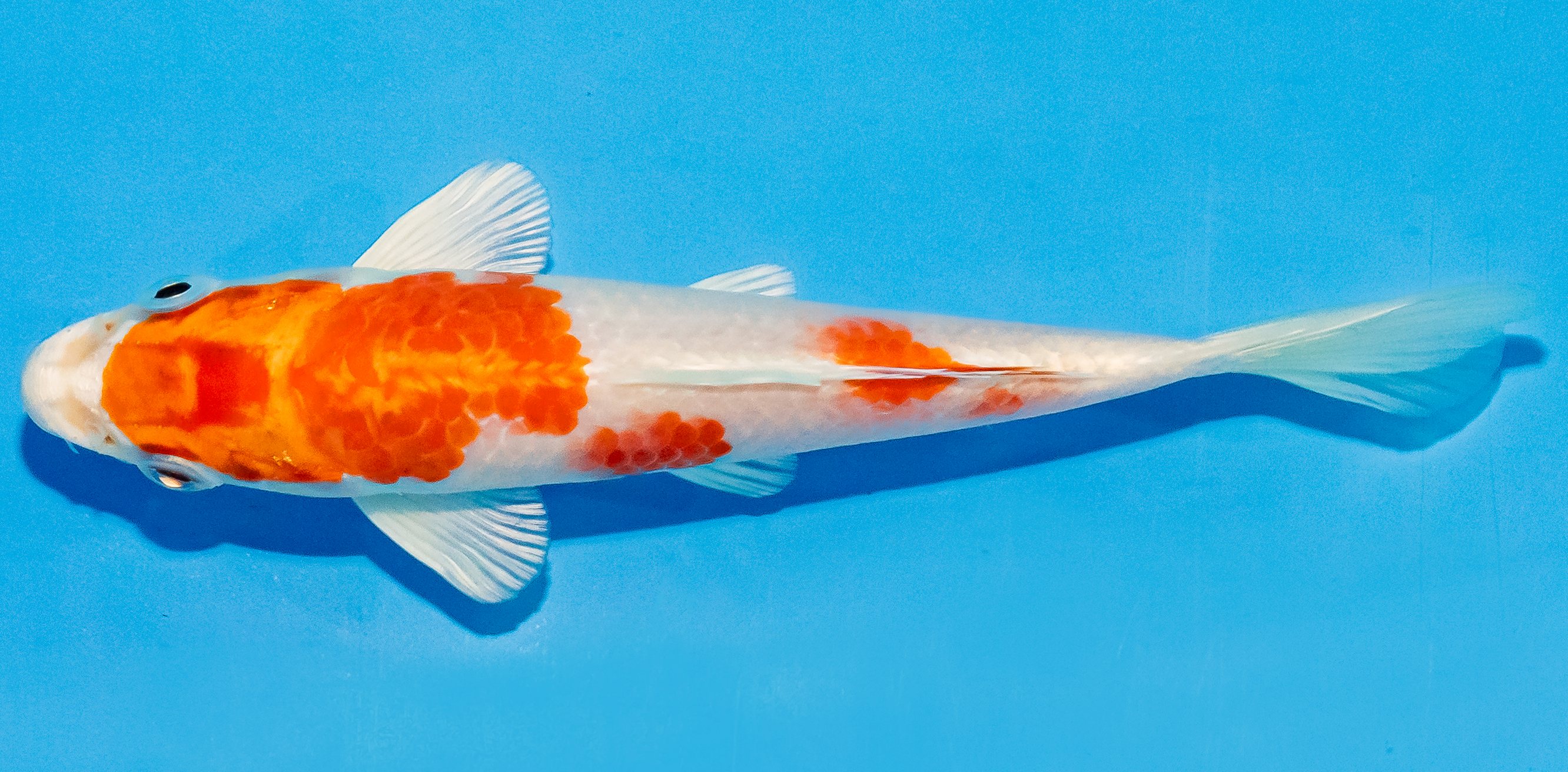 Koi 14-17cm Nr. 2760