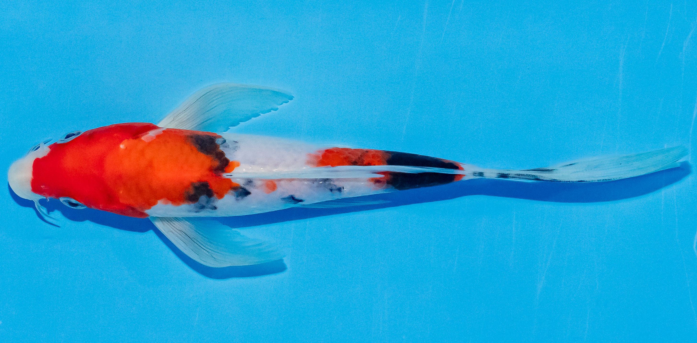 Butterfly Koi 20-25cm Nr. 3312