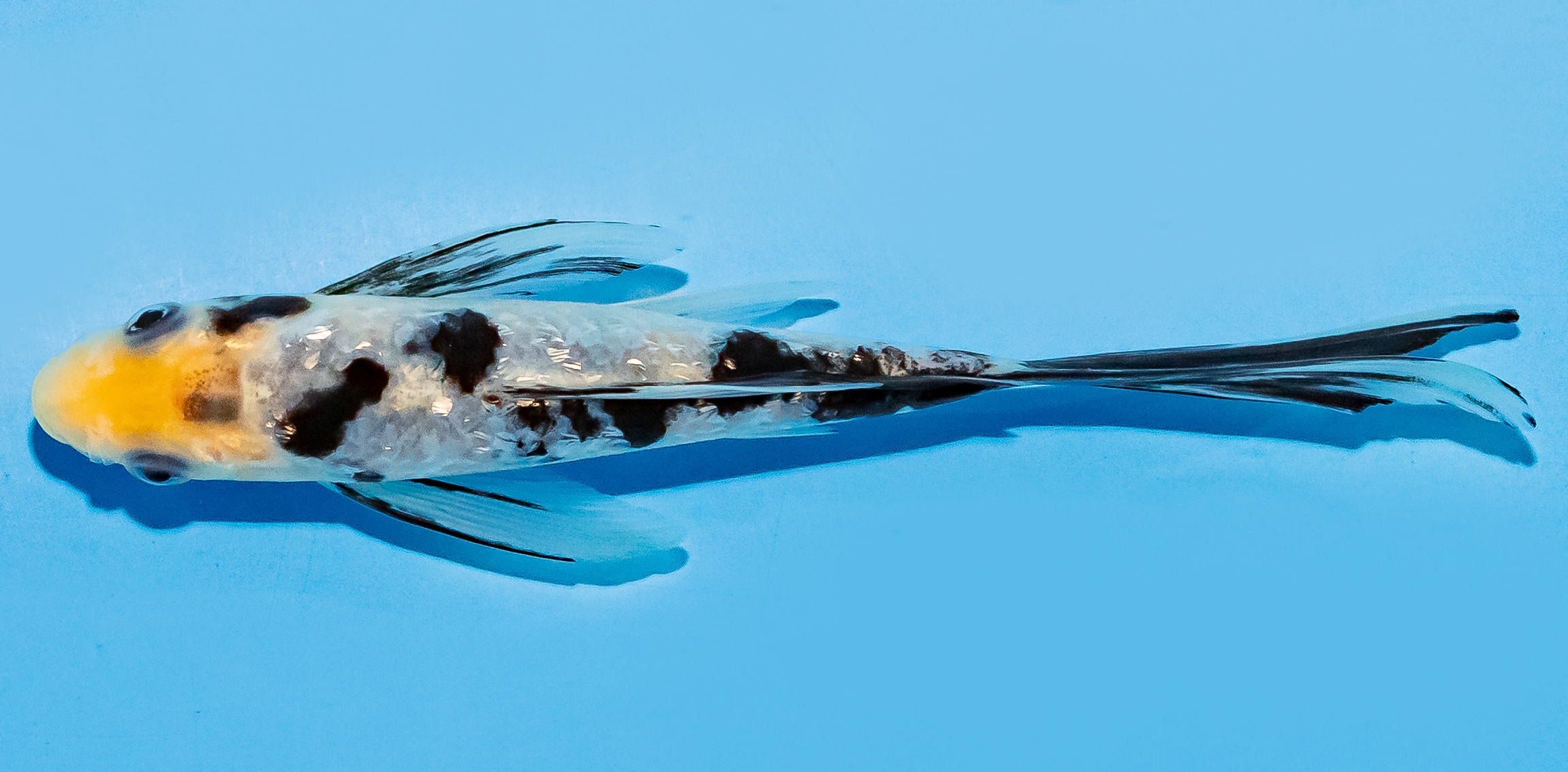 Butterfly Koi 14-17cm Nr. 7431