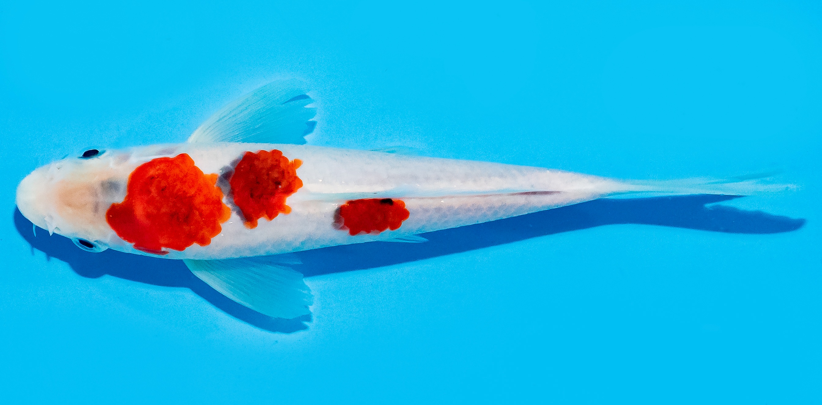 Koi 17-20cm Nr. 8733