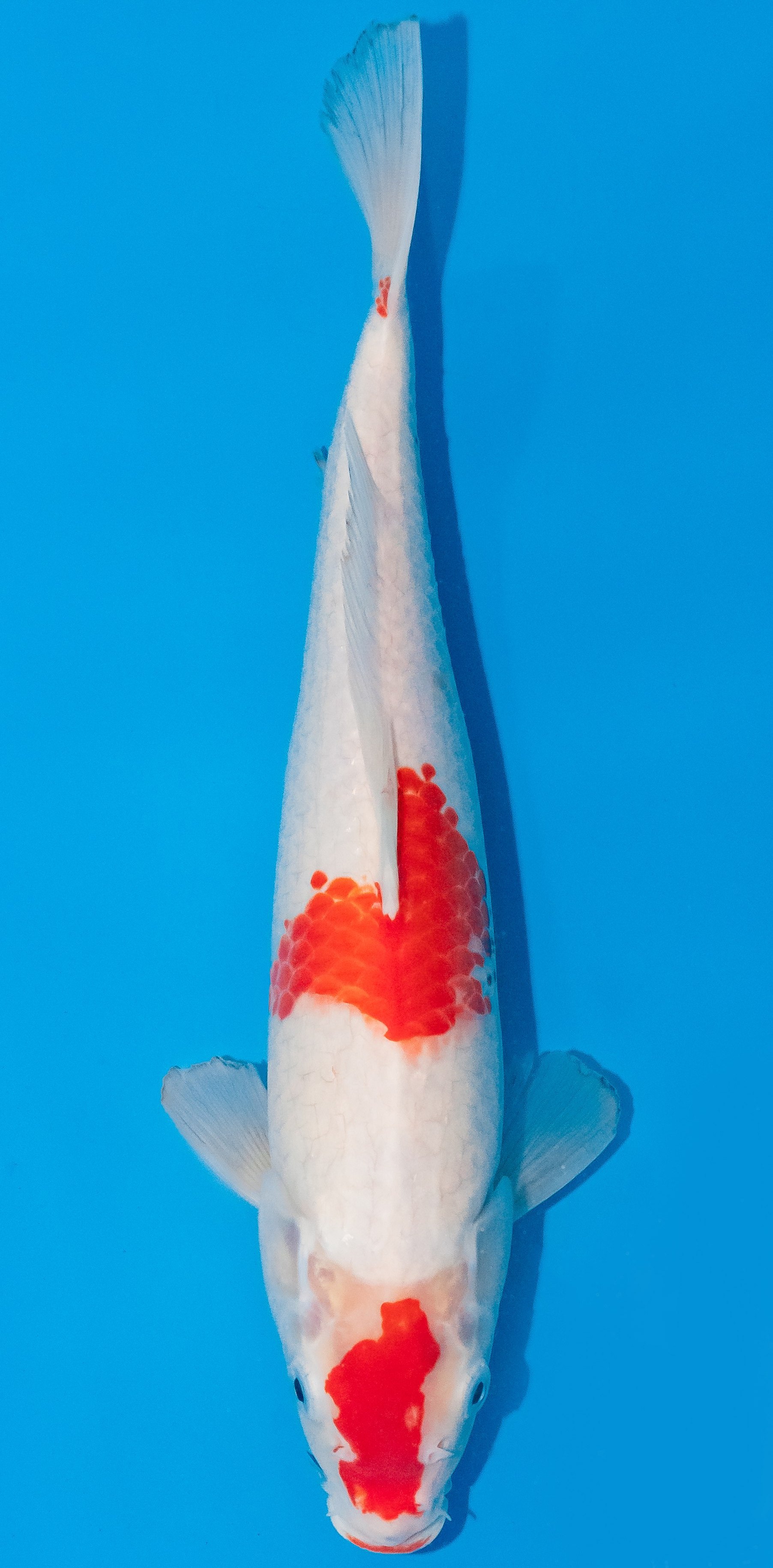 Koi 30-35cm Nr. 1058