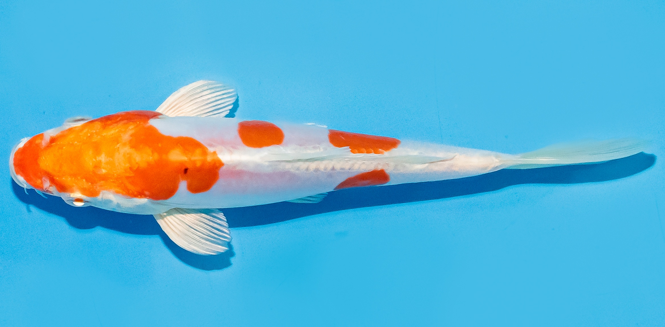 Koi 14-17cm Nr. 8035