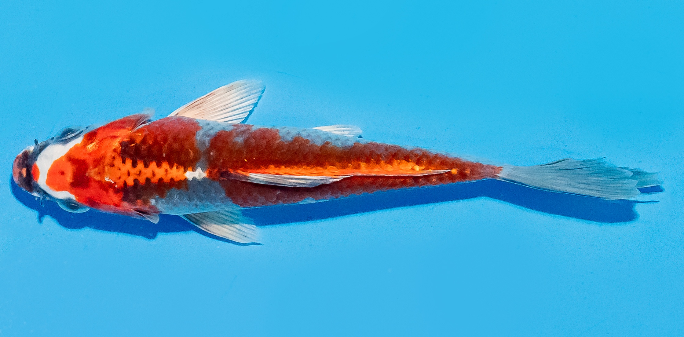 Koi 14-17cm Nr. 8007