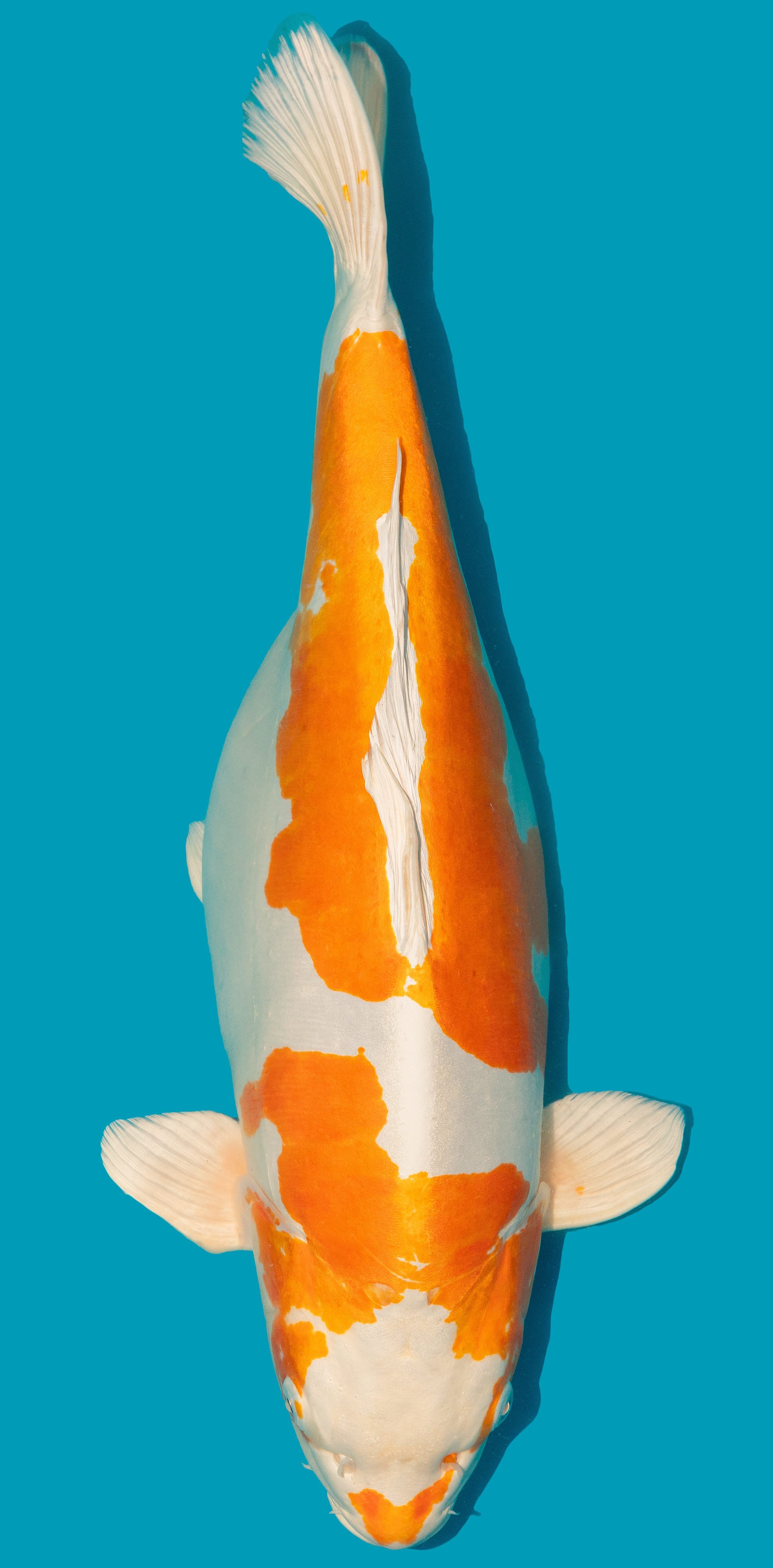 Doitsu Hariwake ca. 57cm Nr. 4834