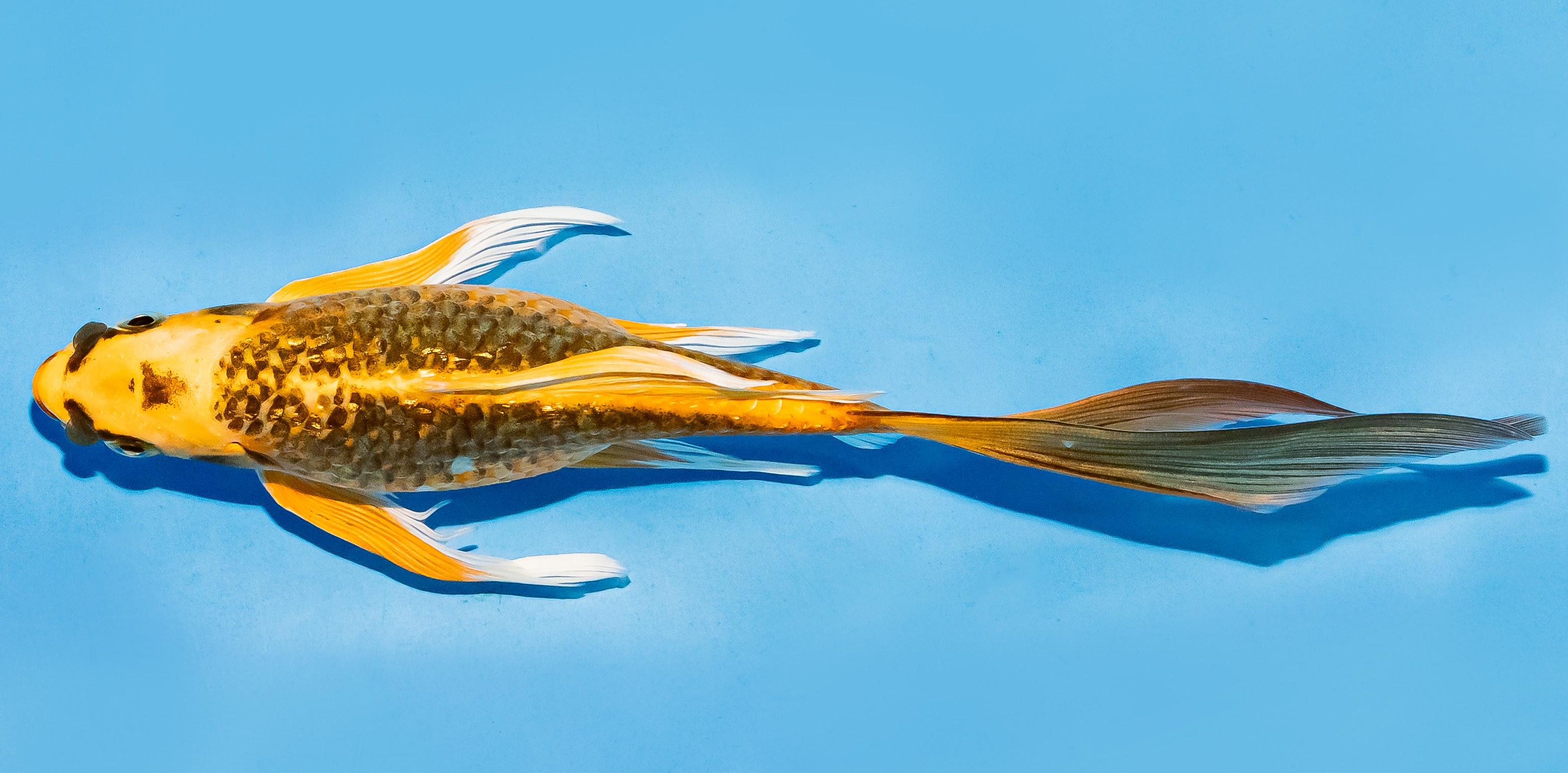 Butterfly Koi 17-20cm Nr. 5955