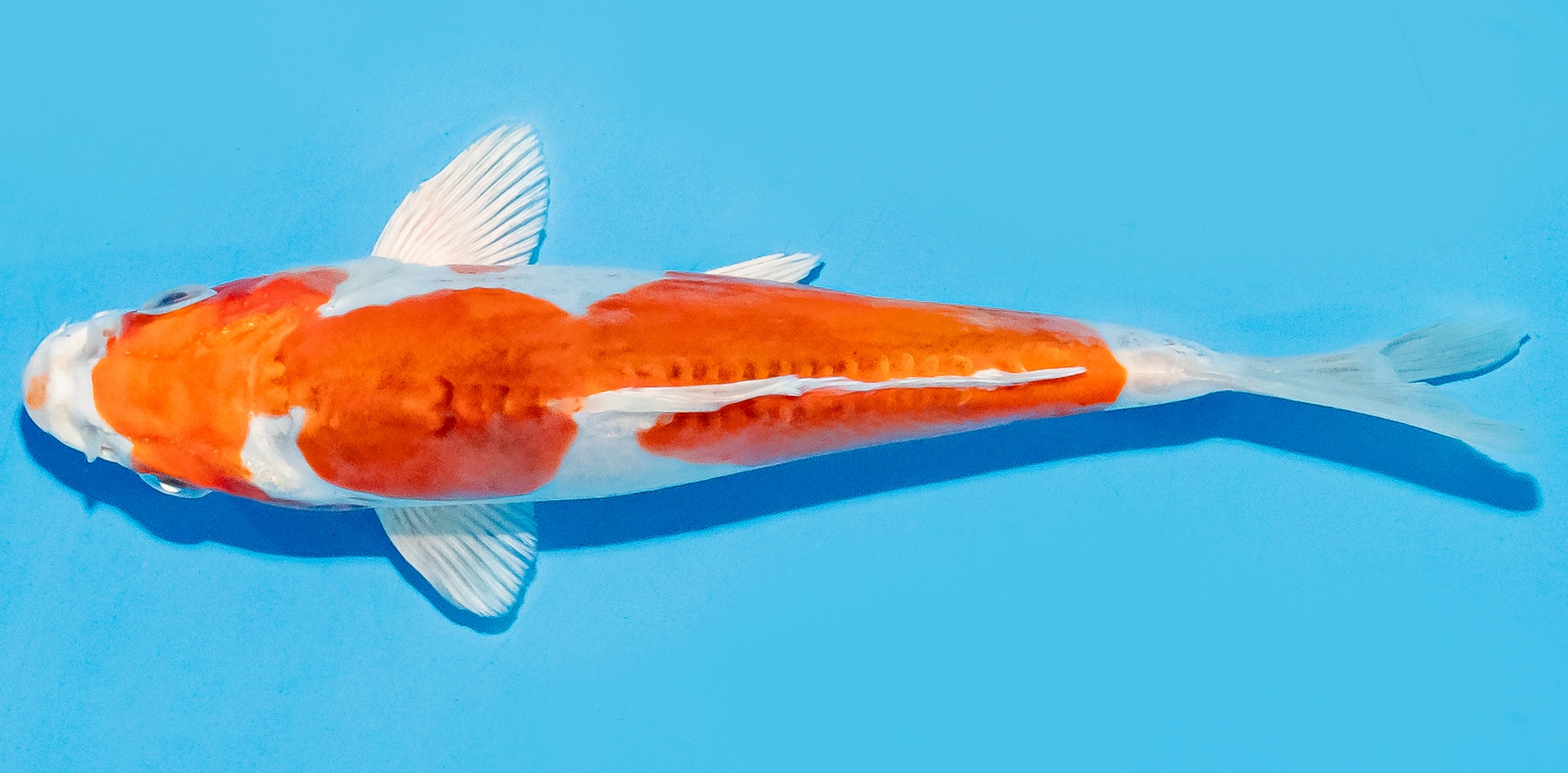 Koi 14-17cm Nr. 8064