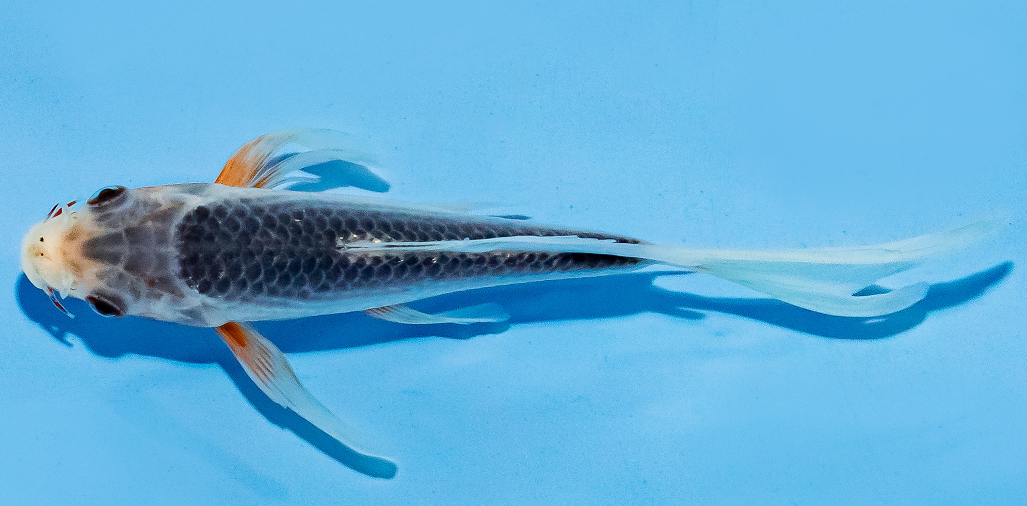 Butterfly Koi 14-17cm Nr. 5779