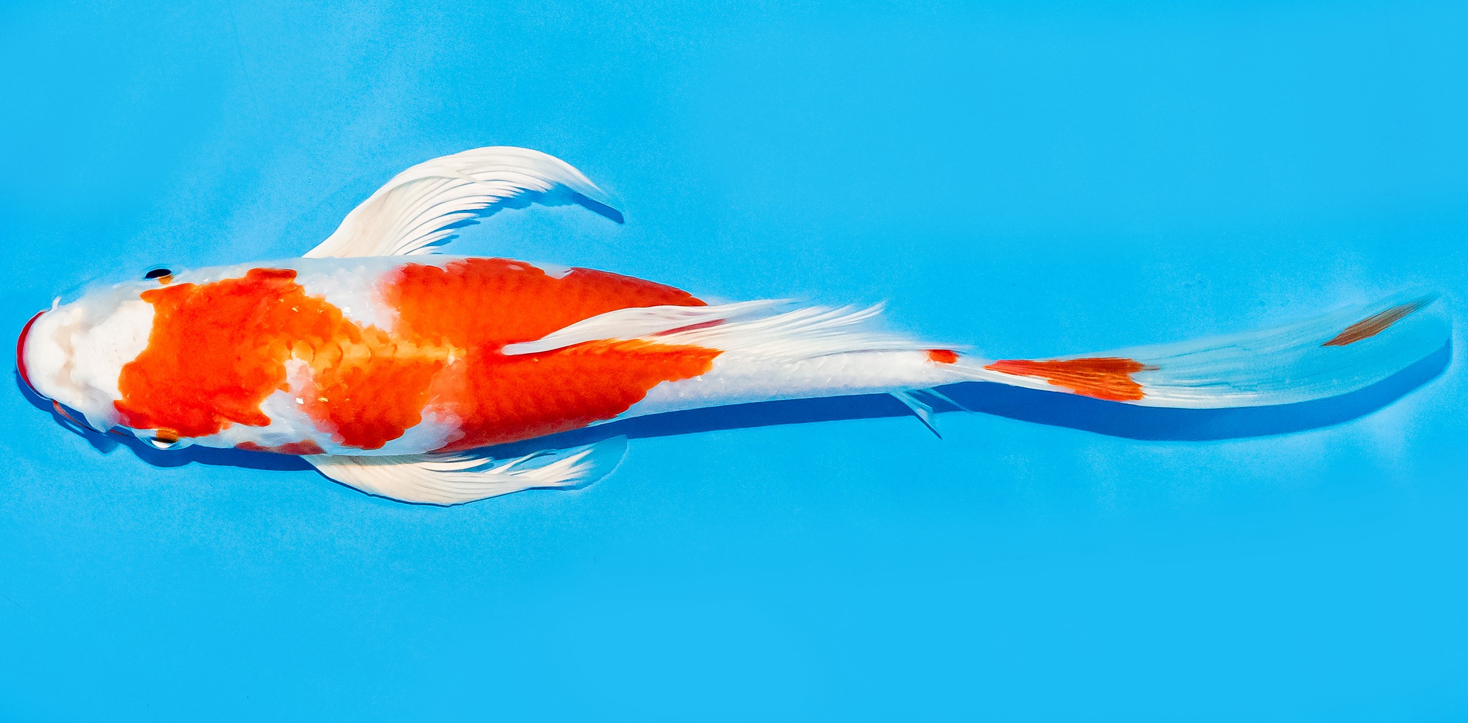 Butterfly Koi 20-25cm Nr. 7303