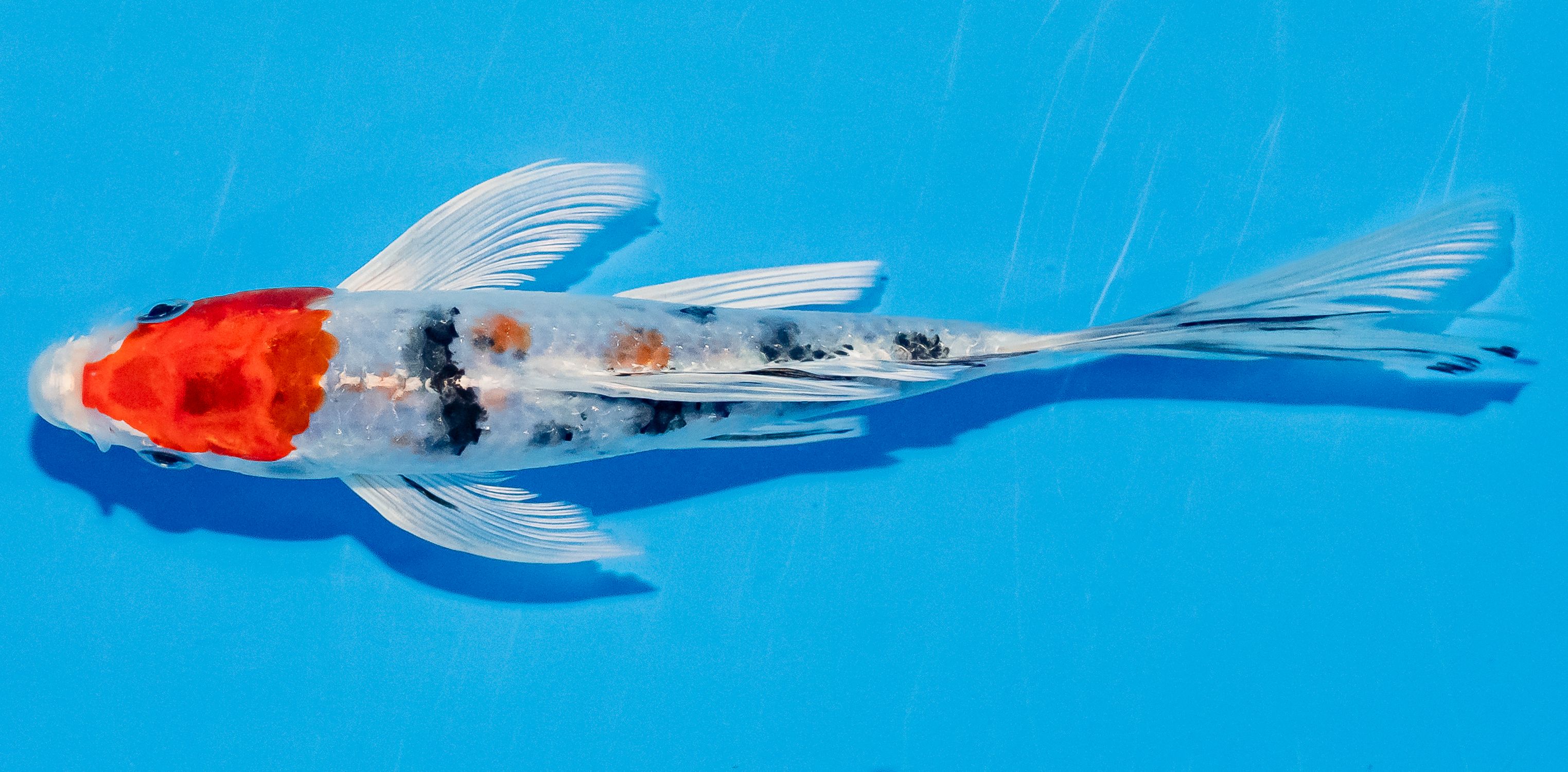 Butterfly Koi 20-25cm Nr. 3313
