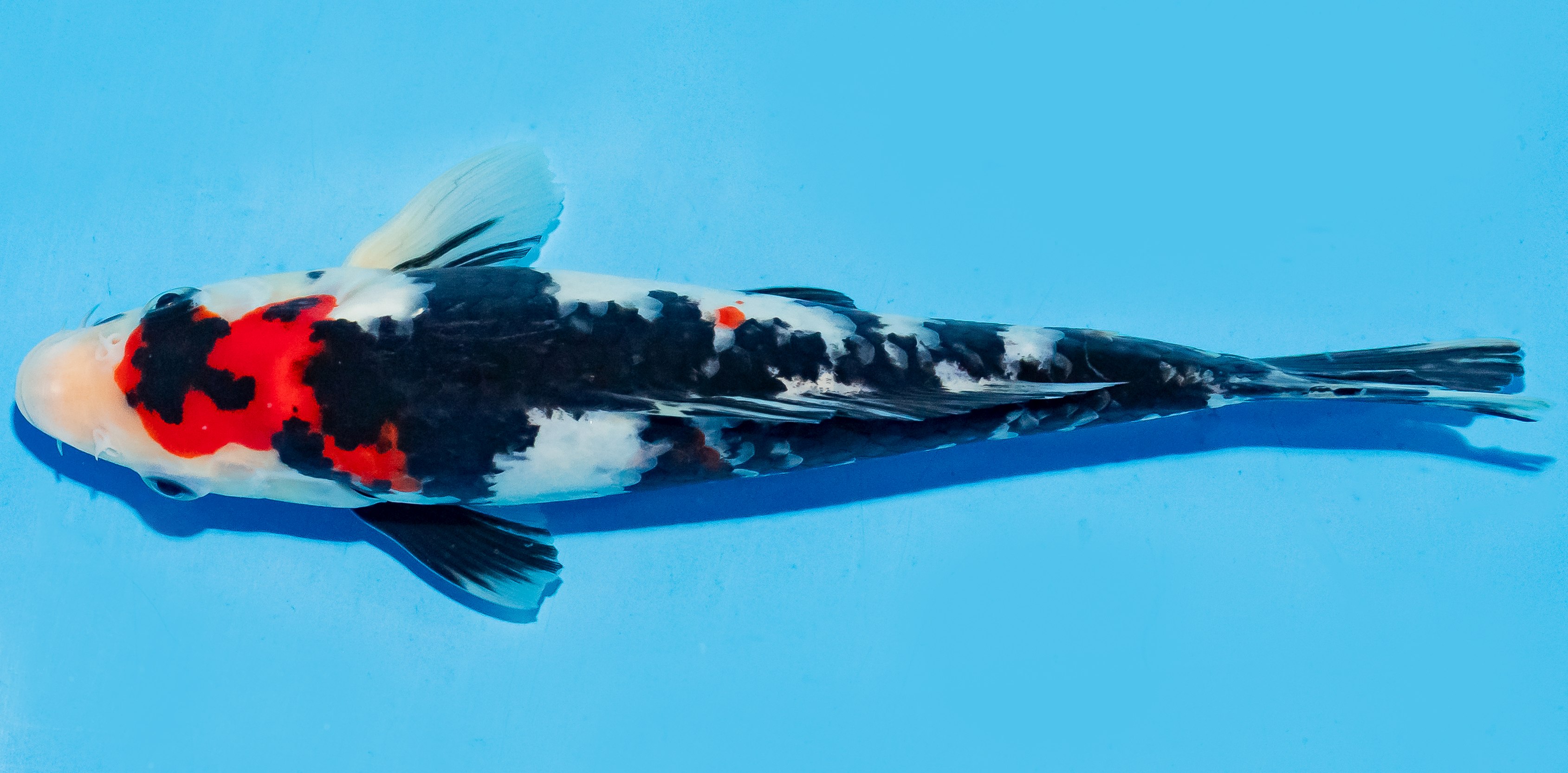 Koi 20-25cm Nr. 6672