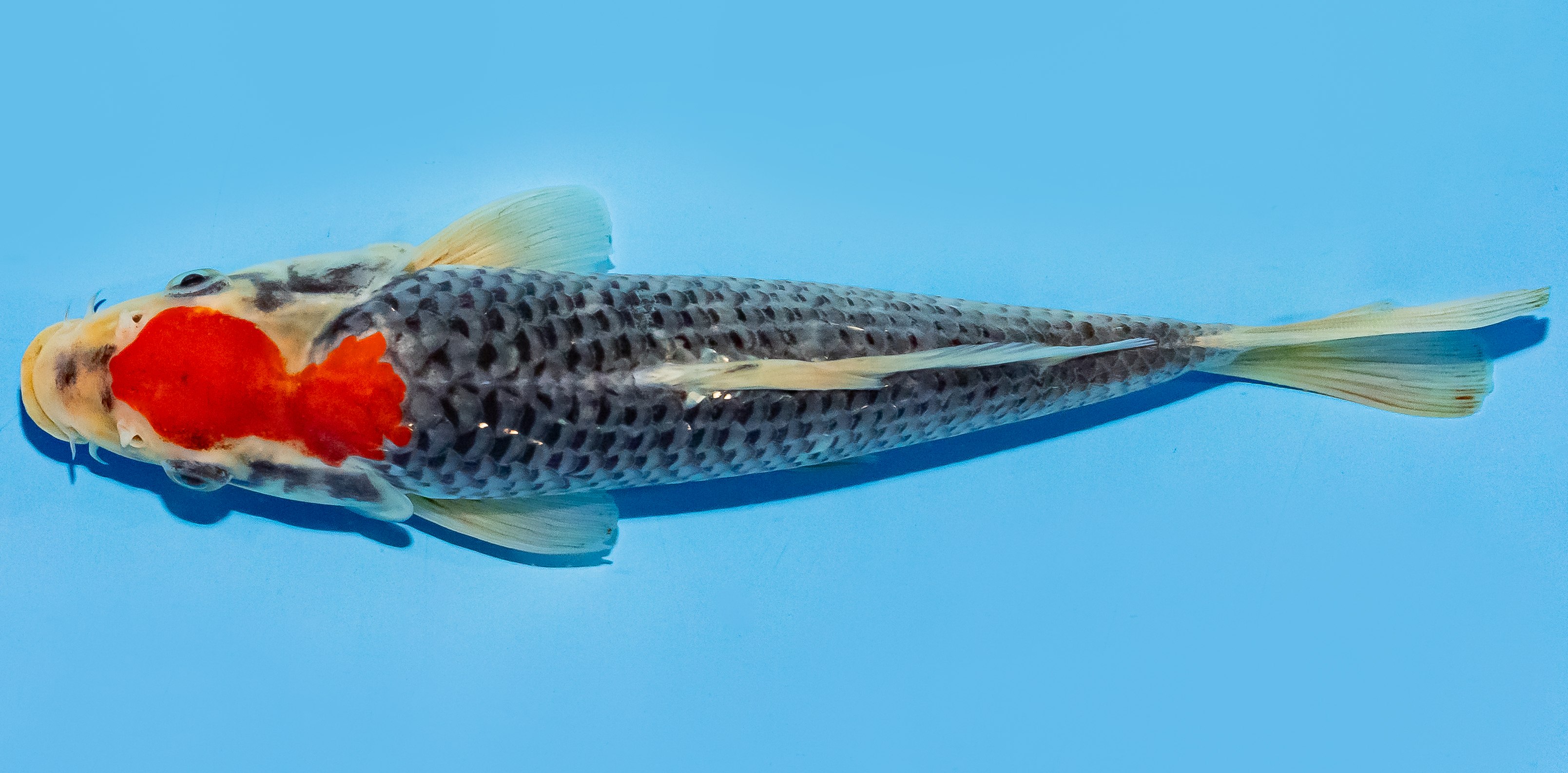 Koi 25-30cm Nr. 8318