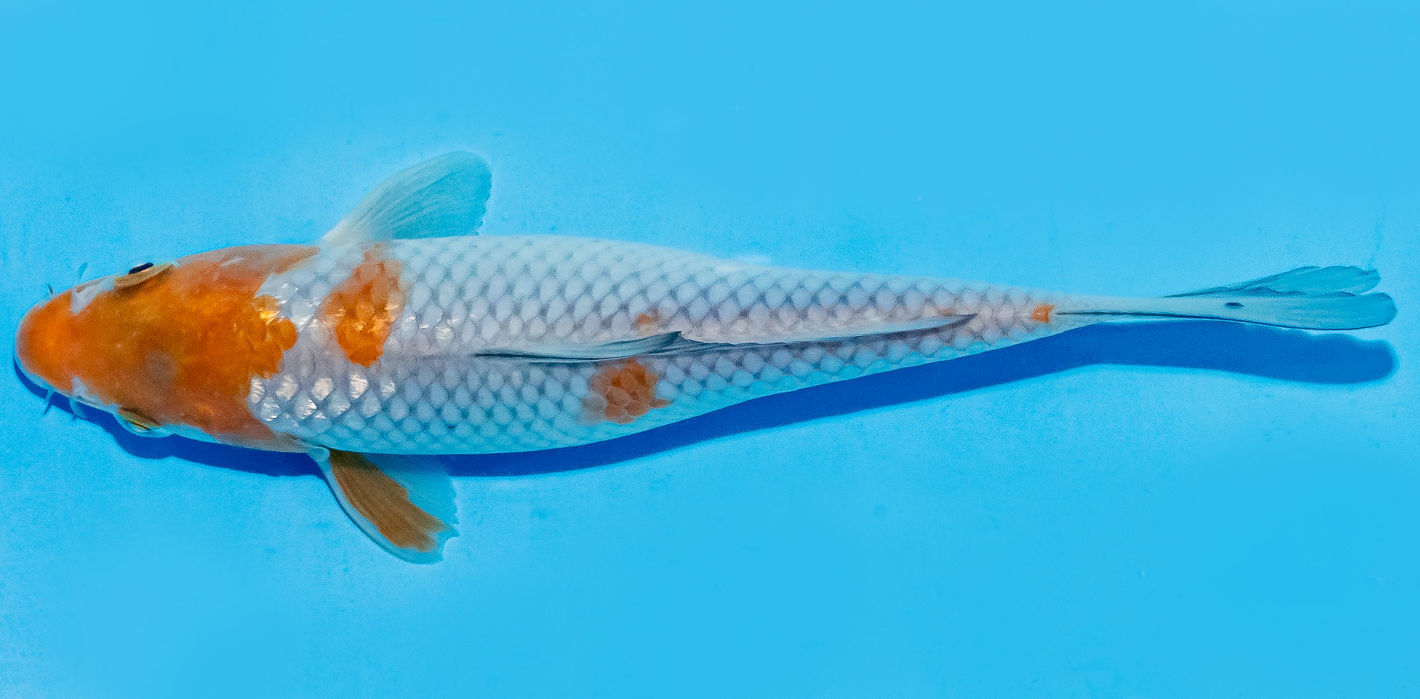 Koi 17-20cm Nr. 6871