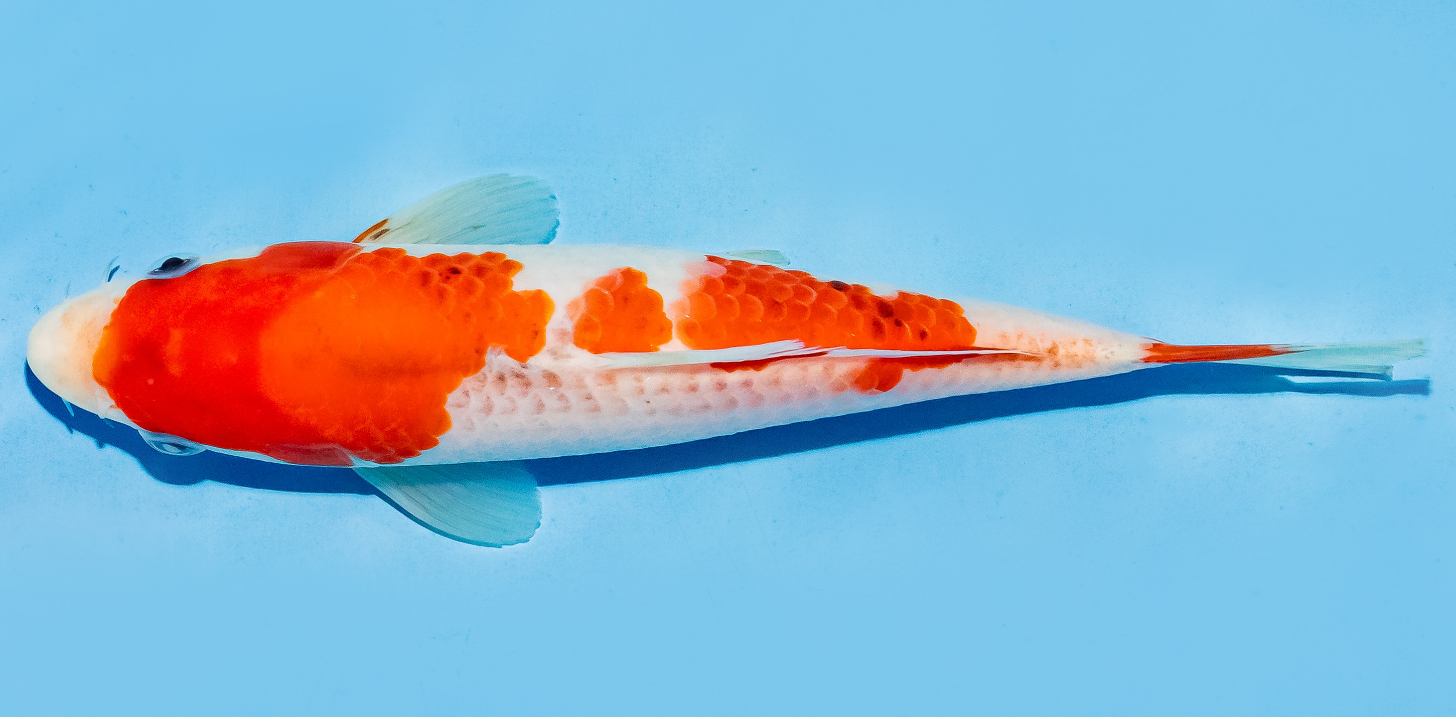 Koi 20-25cm Nr. 6601