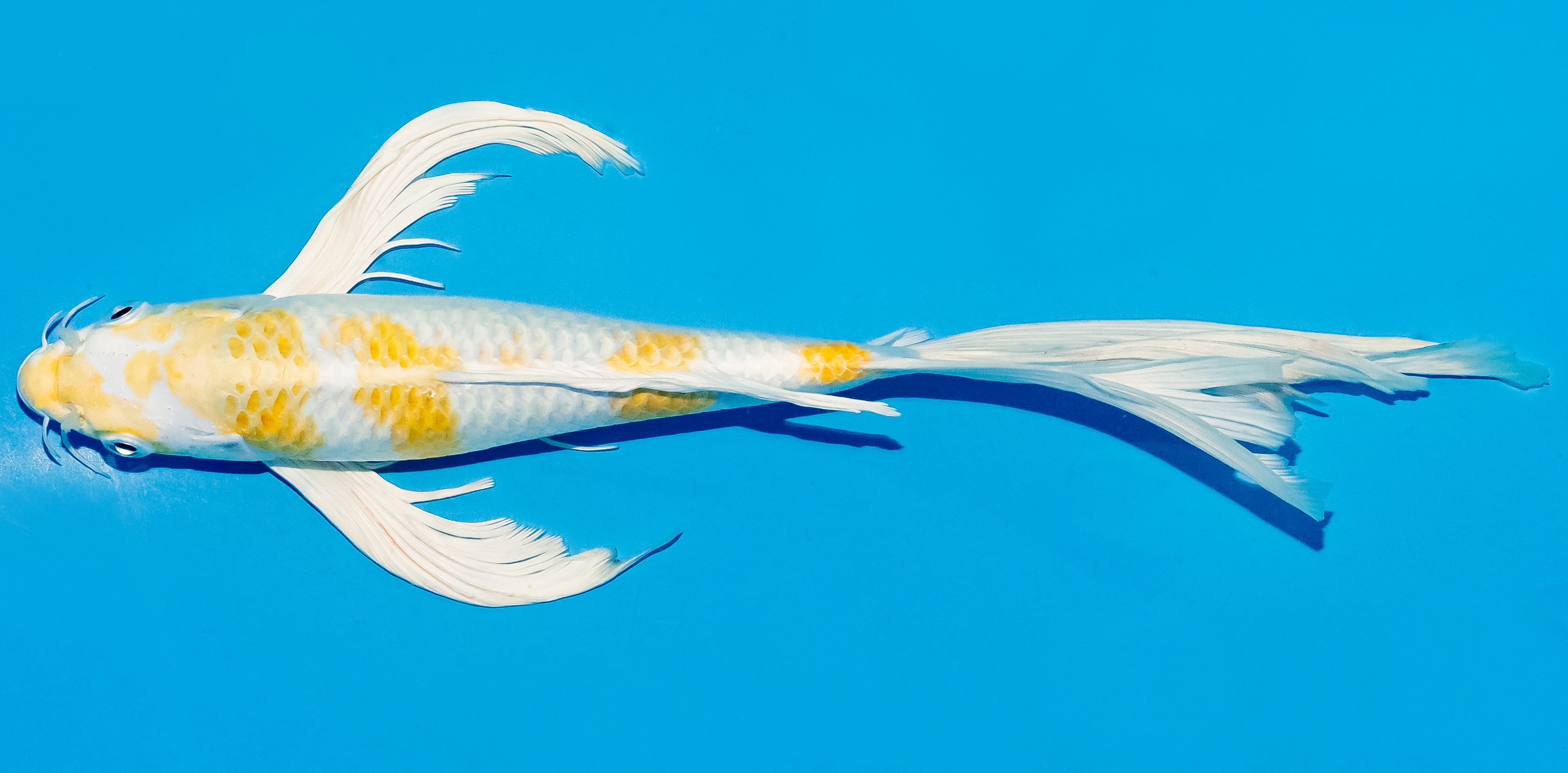 Butterfly Koi 25-30cm Nr. 6416