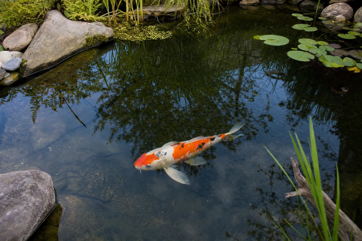 Koi dicht unter der Wasseroberfläche eines Gartenteichs mit weit ausgebreiteten Brust- und Schwanzflossen (computergeneriertes Symbolbild)