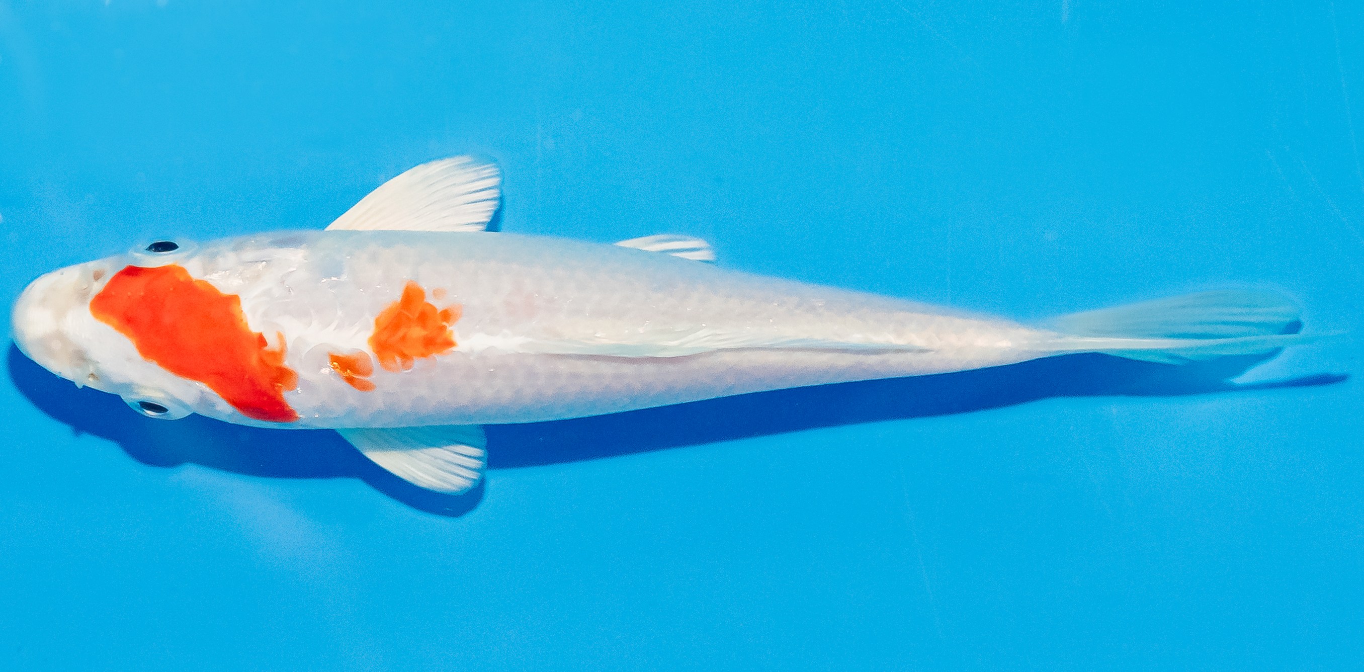 Koi 14-17cm Nr. 2799