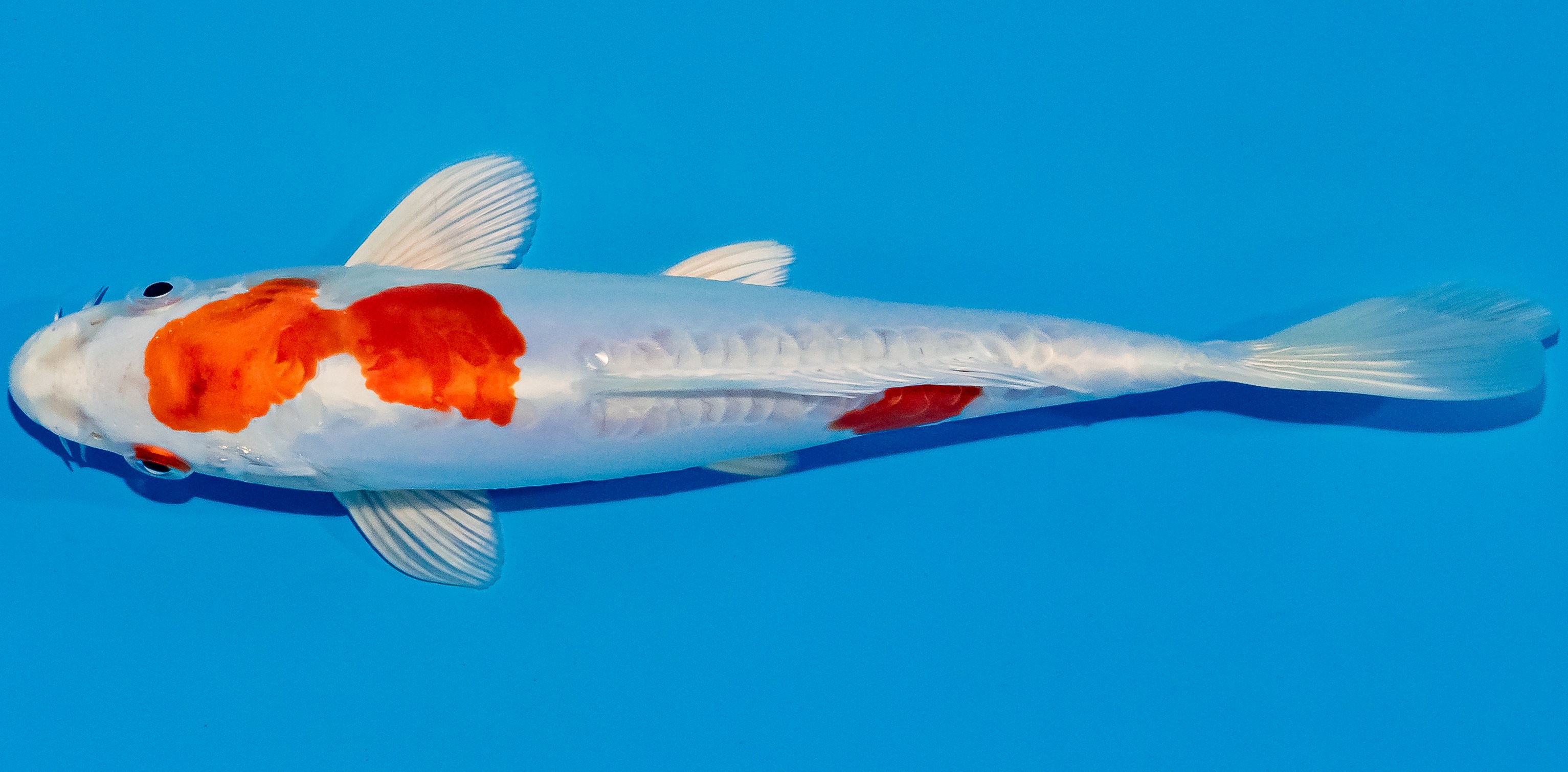 Koi 17-20cm Nr. 2039