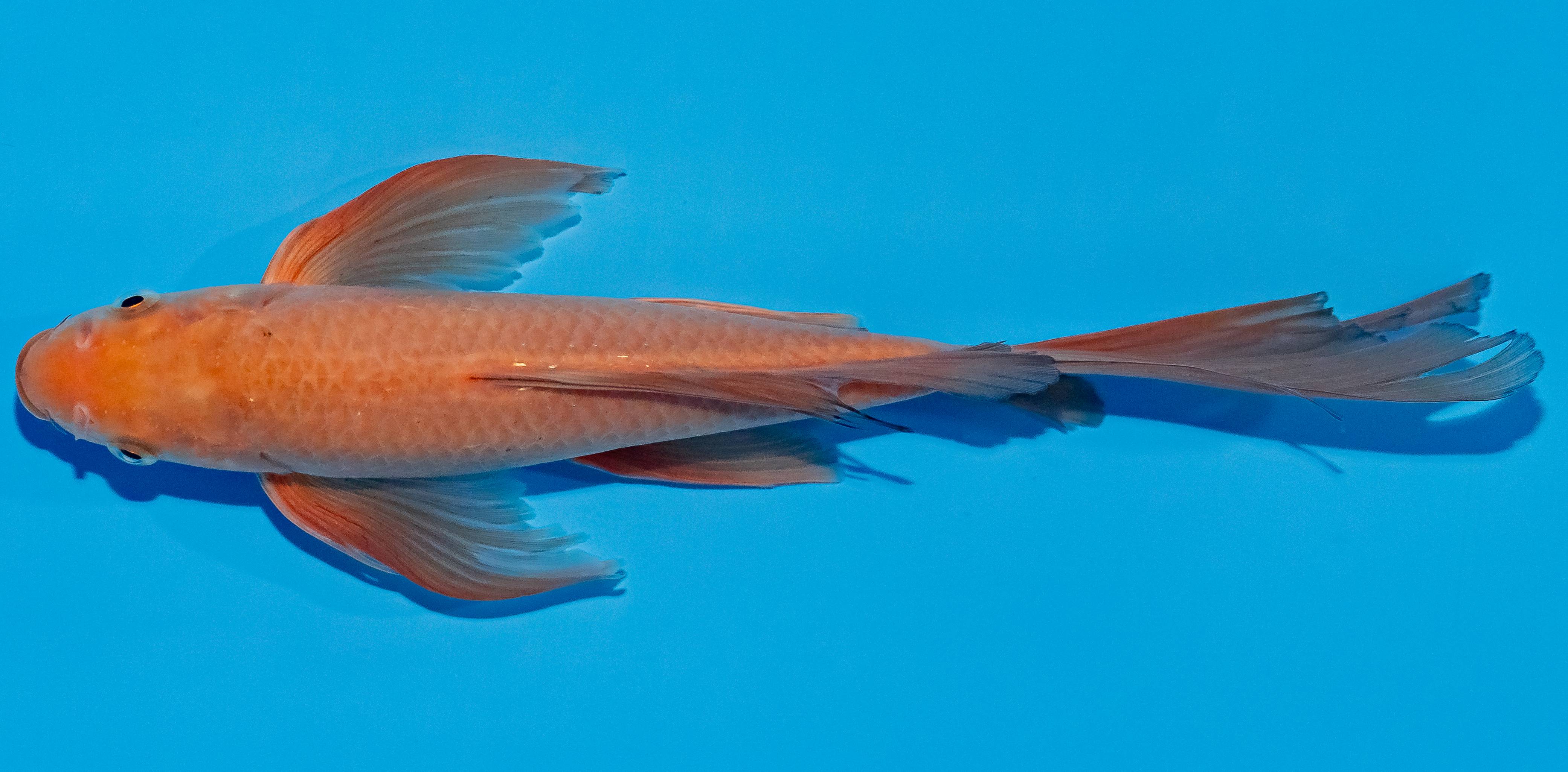 Butterfly Koi 25-30cm Nr. 2337