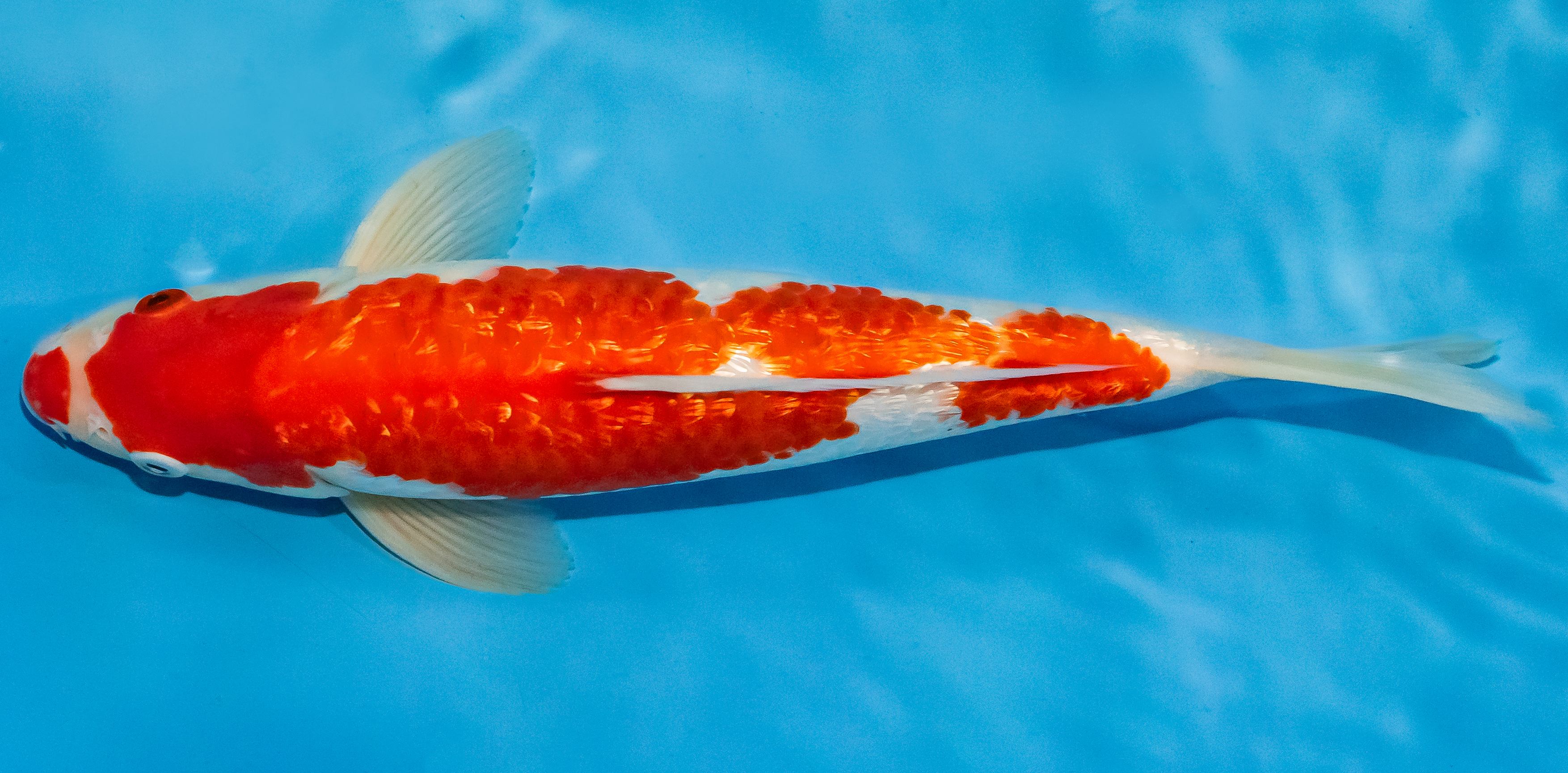 Koi 30-35cm Nr. 1324