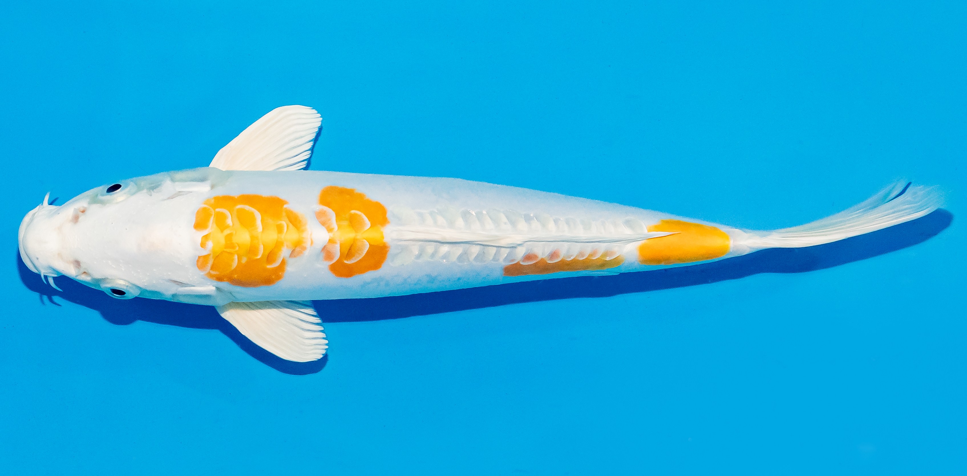Koi 25-30cm Nr. 7916