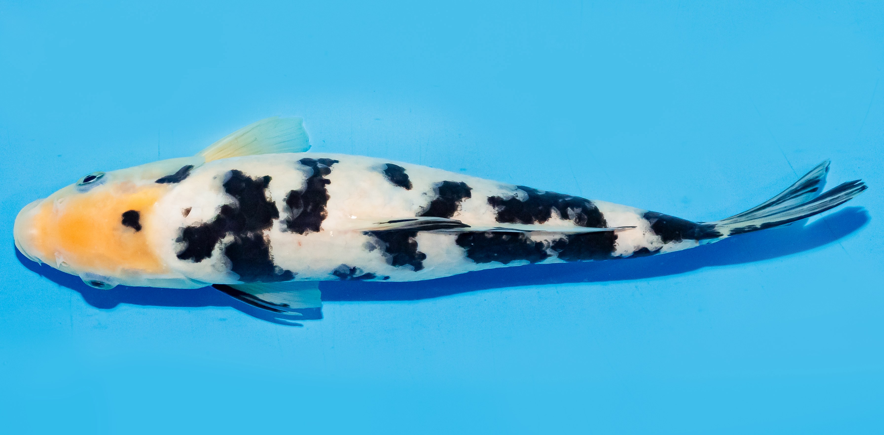 Koi 20-25cm Nr. 6684